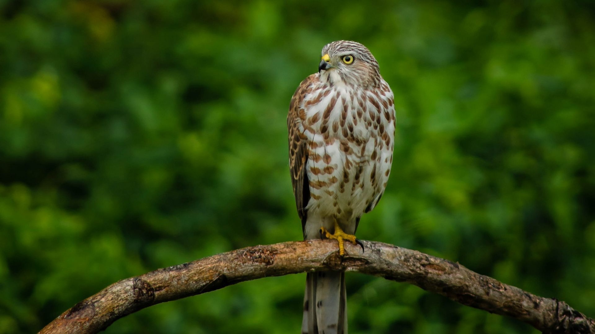 Artistic hawk wallpaper, Unique design, Visual delight, 1920x1080 Full HD Desktop