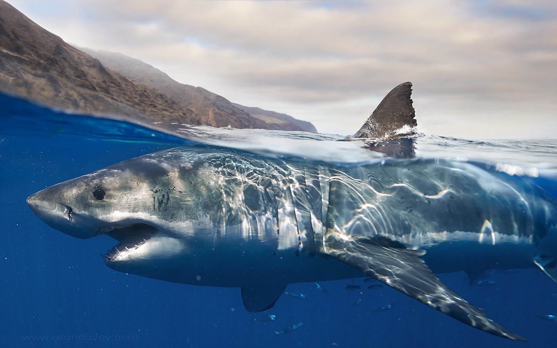 Marine biology lamniformes, Requiem shark tiger, Biology lamniformes requiem, Great white shark, 1920x1200 HD Desktop