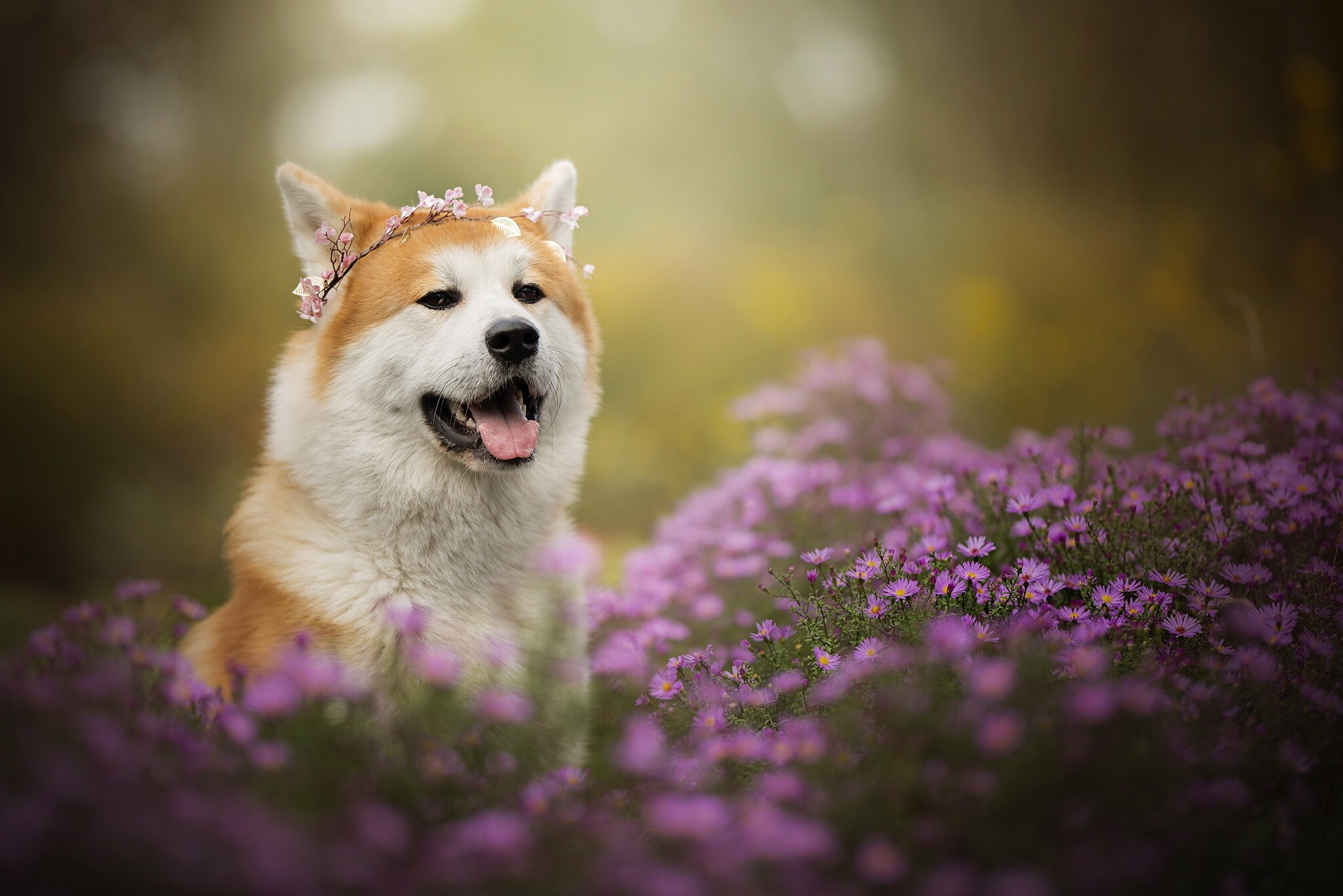 Depth of field, Purple flower, Shiba Inu, Wallpaper, 2050x1370 HD Desktop