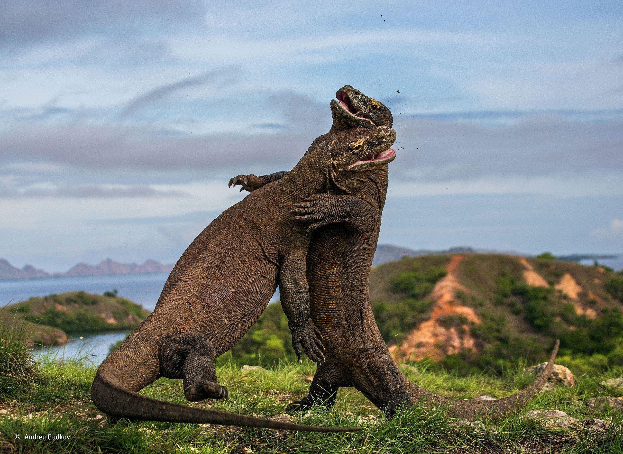 Komodo Island, Komodo dragon wallpapers, Backgrounds, High definition, 2560x1870 HD Desktop