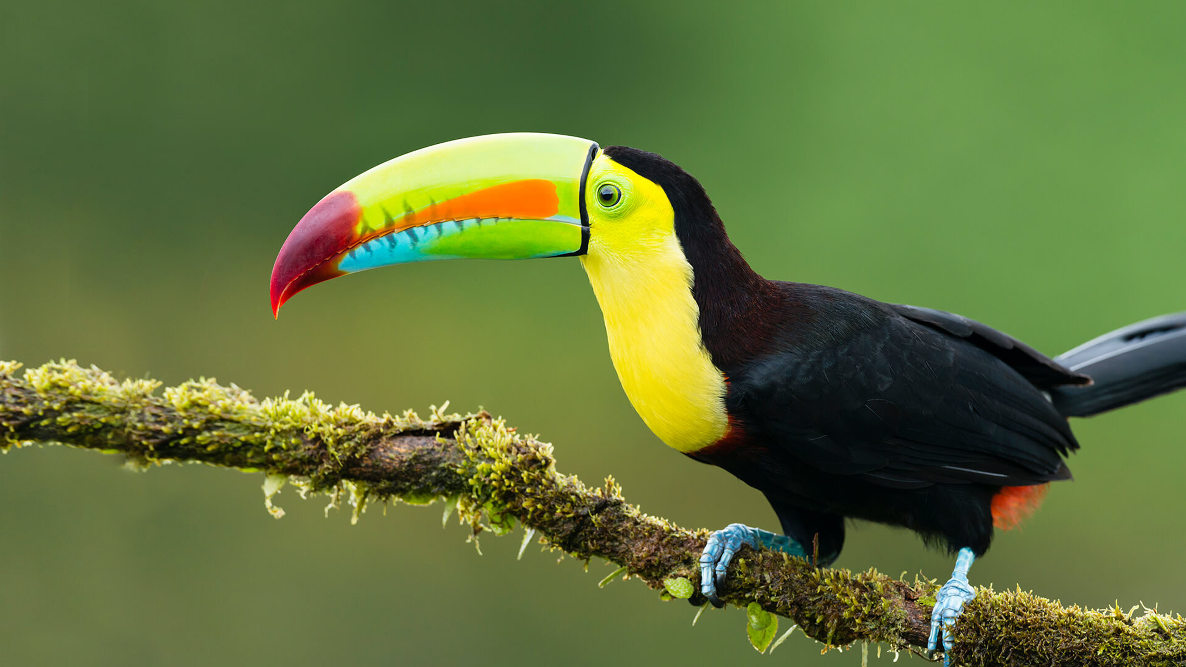 Exotic birds, Toucan on a branch, Vibrant plumage, Avian photography, 3840x2160 4K Desktop