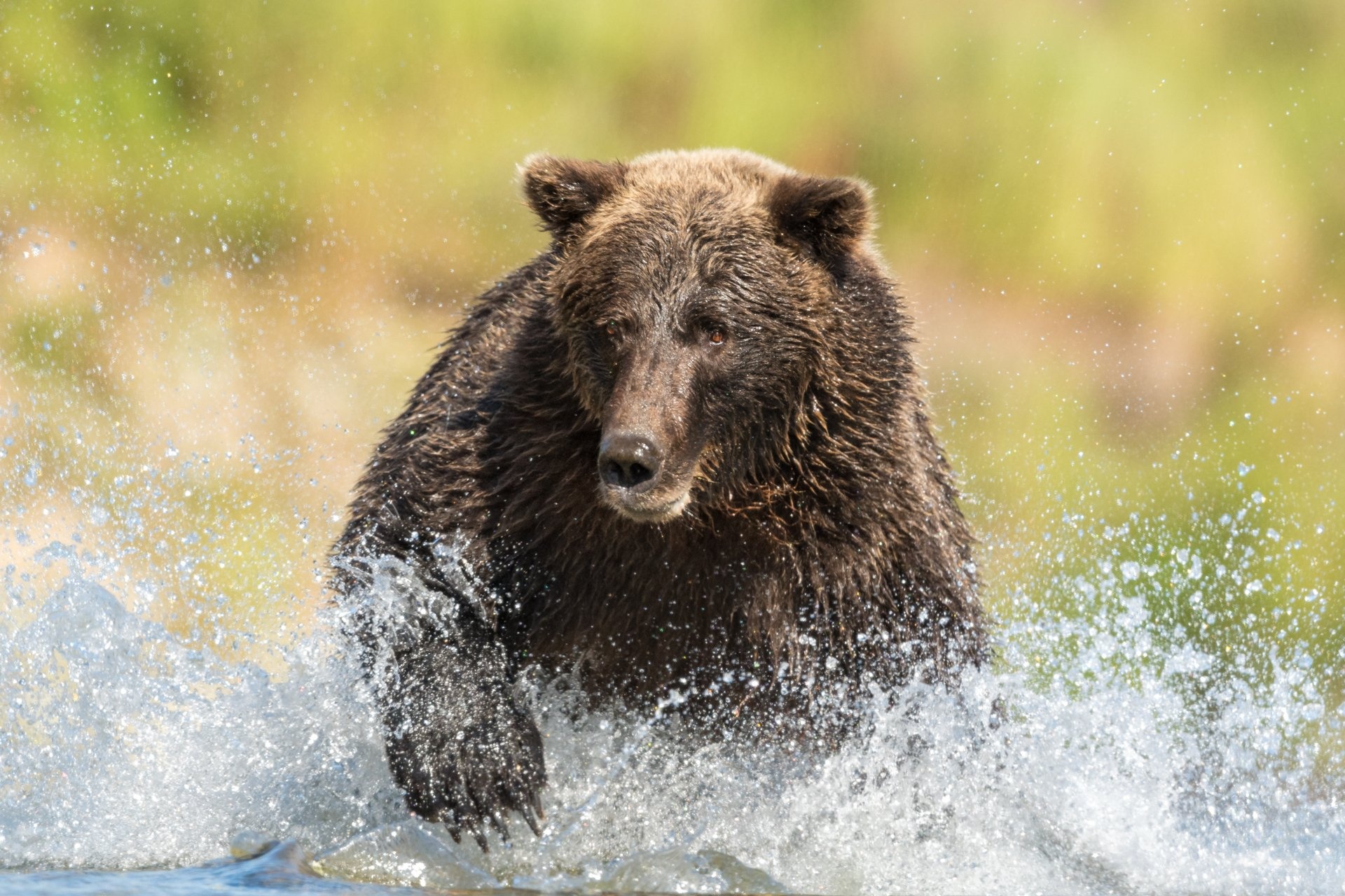 Grizzly Bear, Daisy Gilardini photography, Stunning bear images, Nature's beauty, 1920x1280 HD Desktop