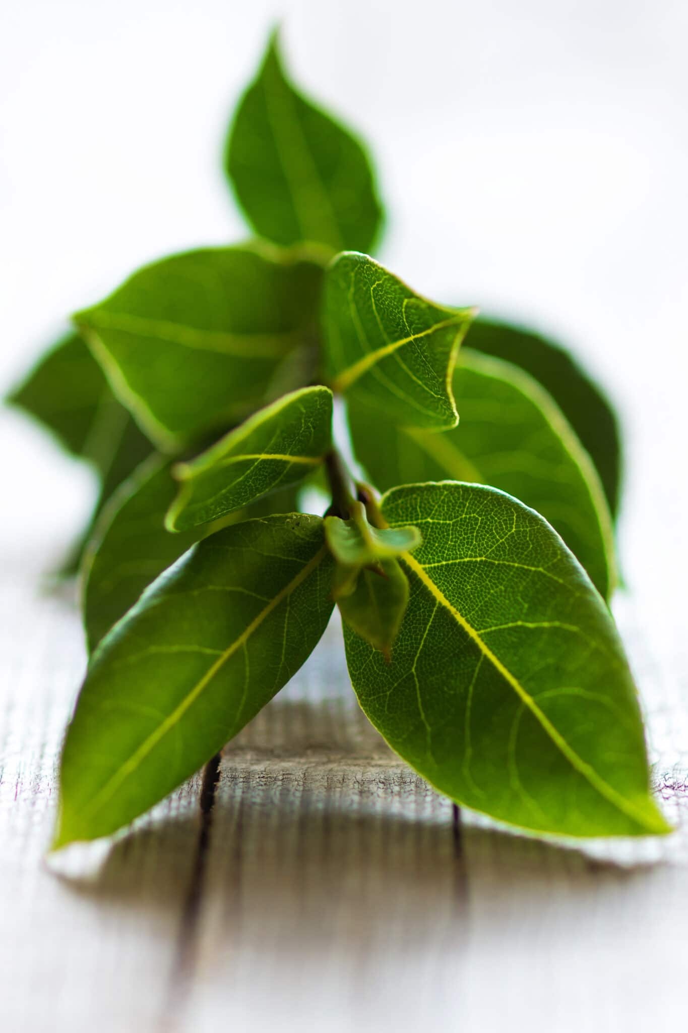 Bay leaves, Plant growth, Harvesting, Usage, 1370x2050 HD Phone