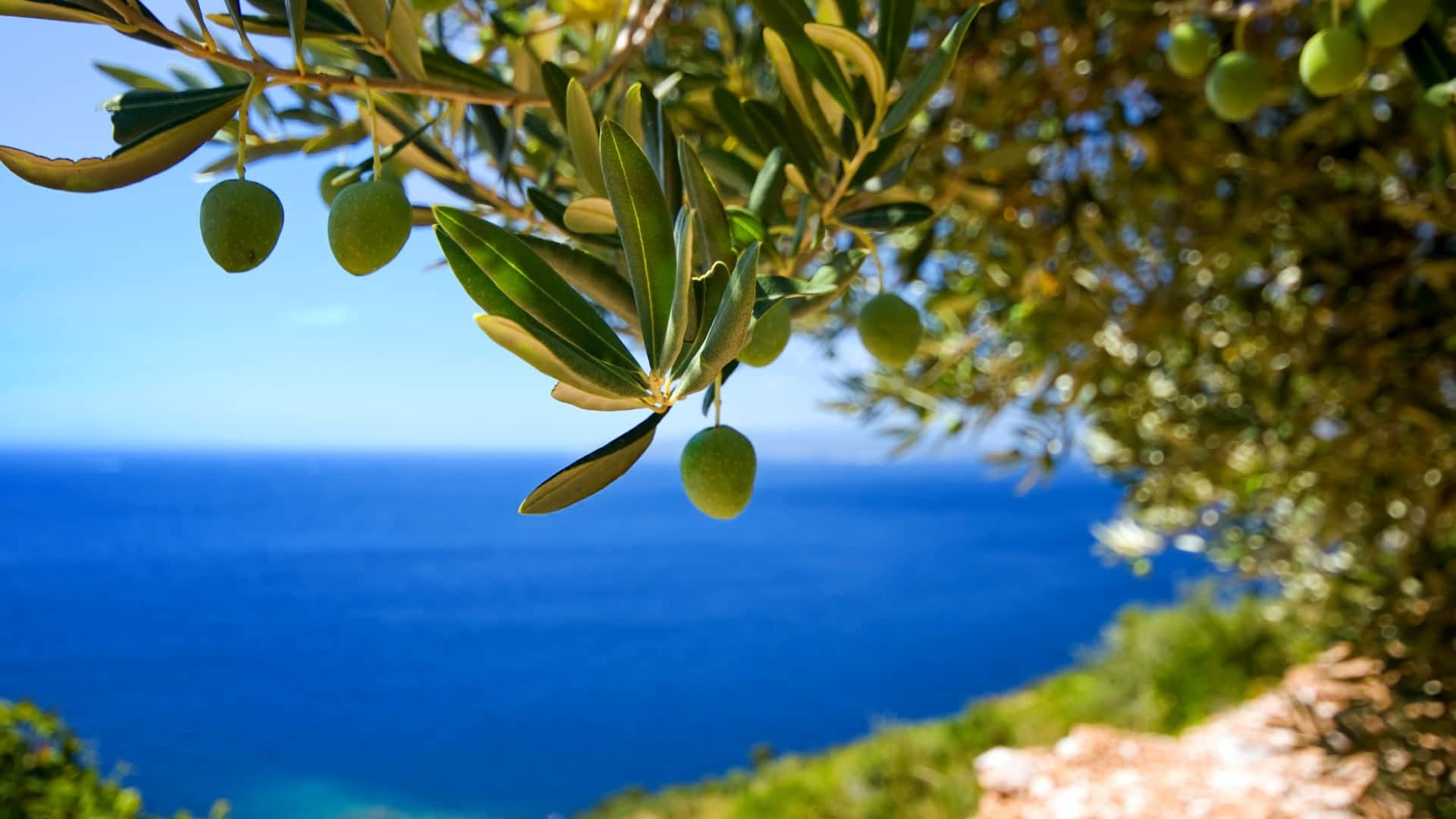 Olive tree wallpapers, Nature's beauty, Lush greenery, Peaceful ambiance, 1920x1080 Full HD Desktop