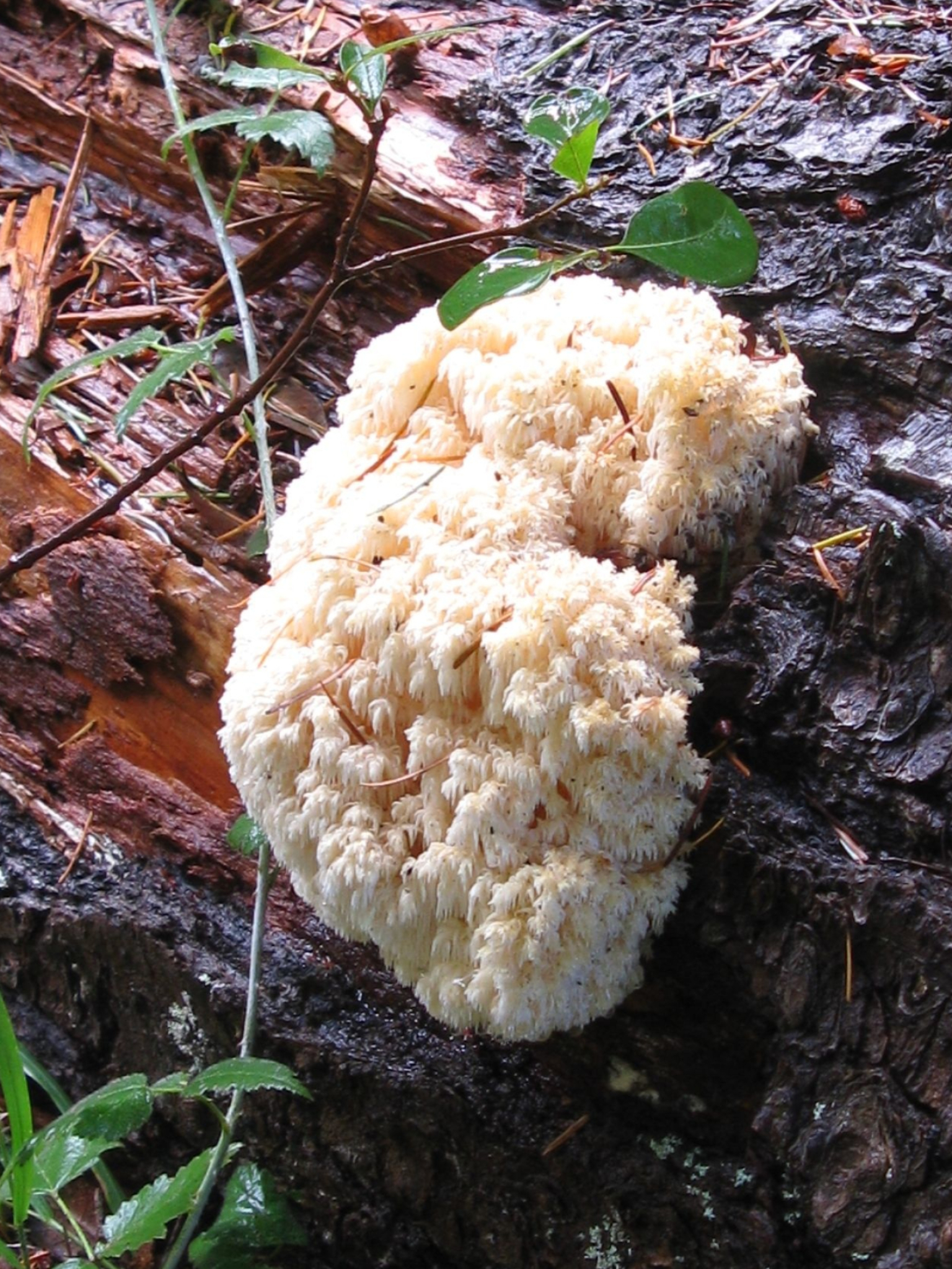 Bears head hiricium abietis, Stuffed mushrooms, Bear head mushroom, Food, 1540x2050 HD Phone