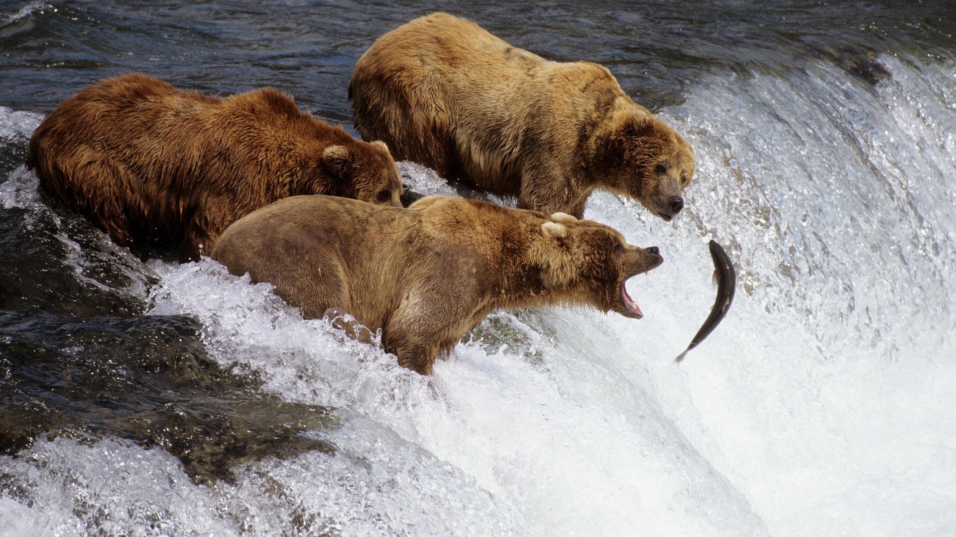 Hunting, Grizzly Bears Wallpaper, 1920x1080 Full HD Desktop