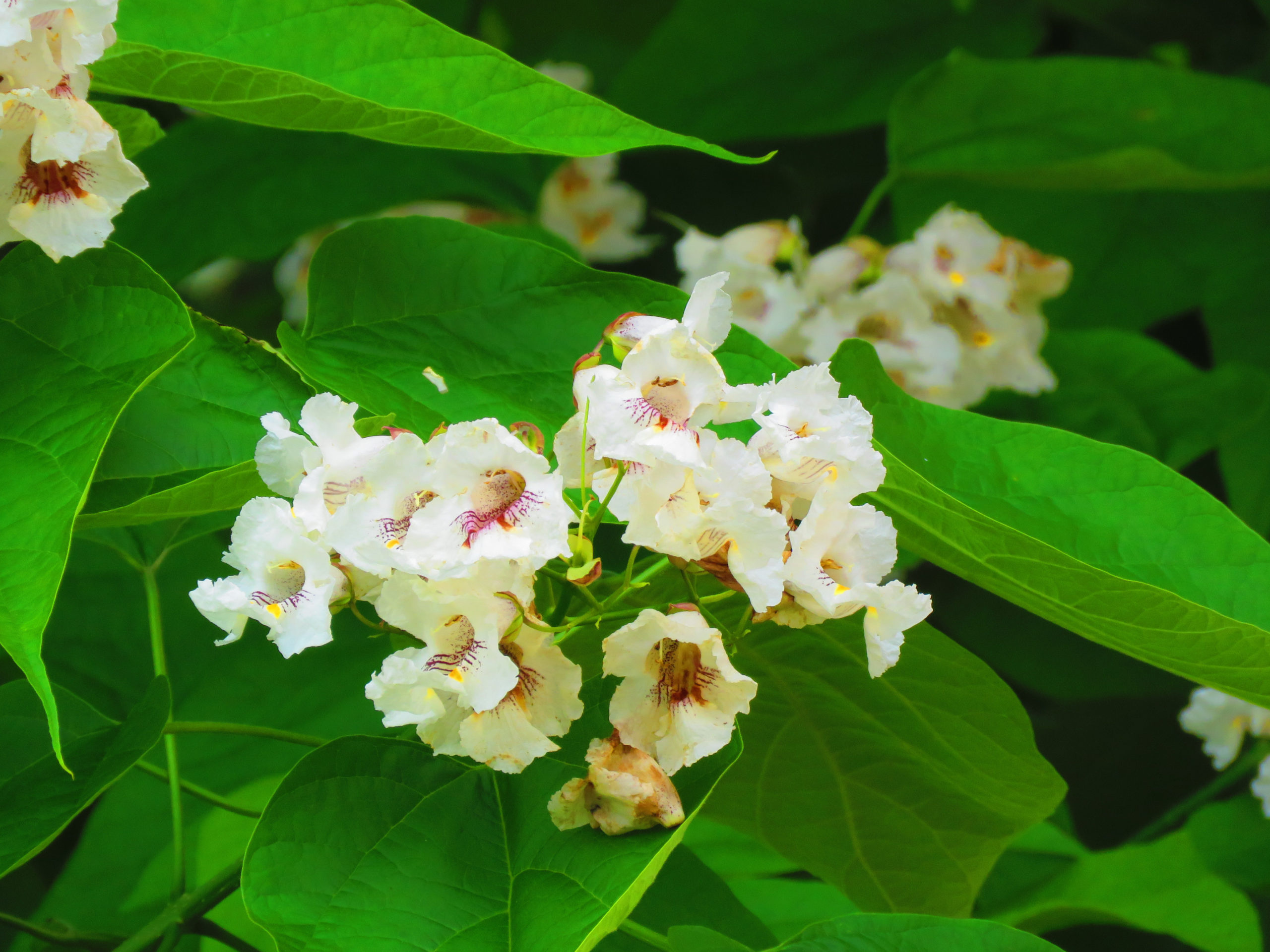 Southern catalpa, Chestnut Hill Nursery, 2560x1920 HD Desktop