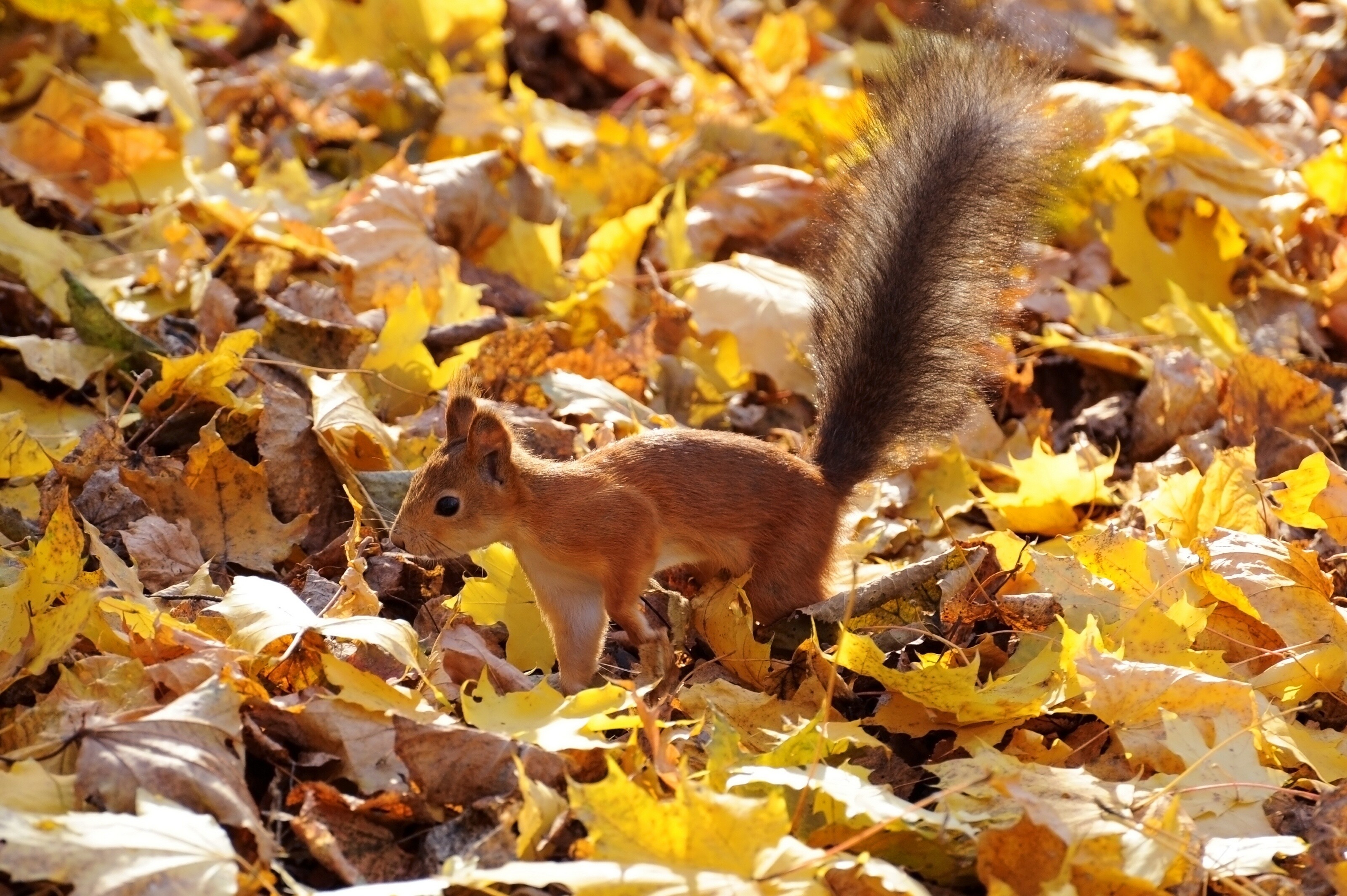 Protein red fluffy tail, Autumn squirrel wallpaper, 3200x2130 HD Desktop