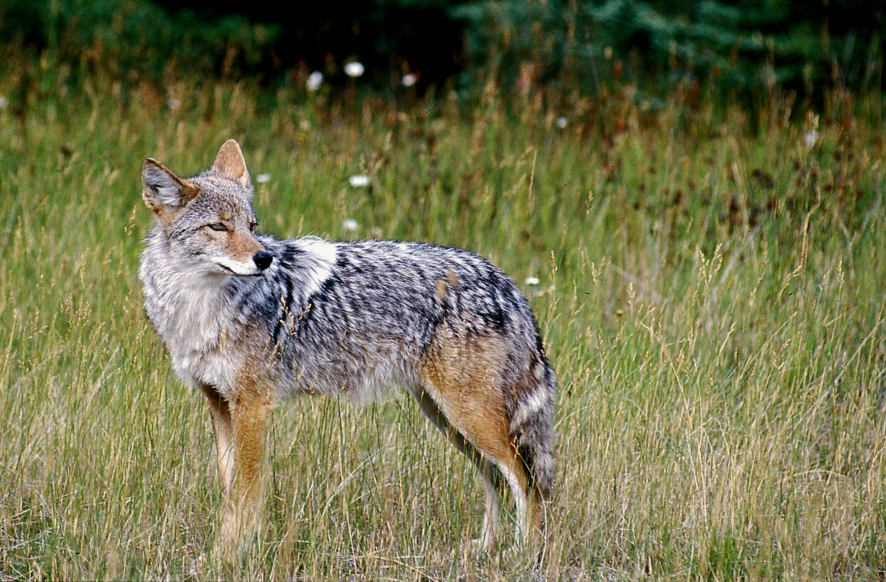 Coyote, Beach encounter, Provincetown incident, Coastal danger, 3000x1970 HD Desktop