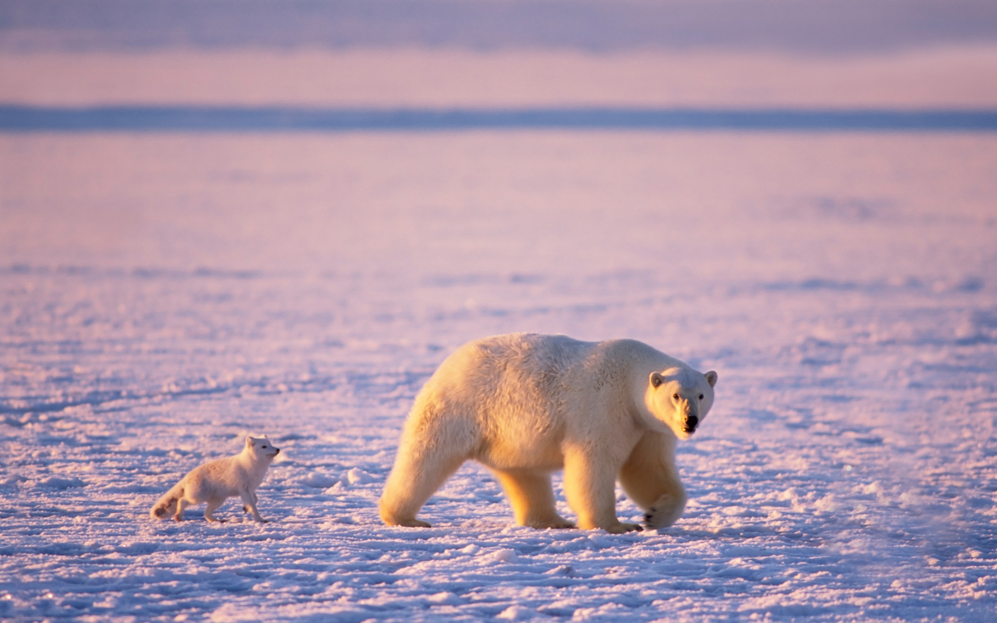 Bears Animals, Ultra High Definition, 3460x2160 HD Desktop