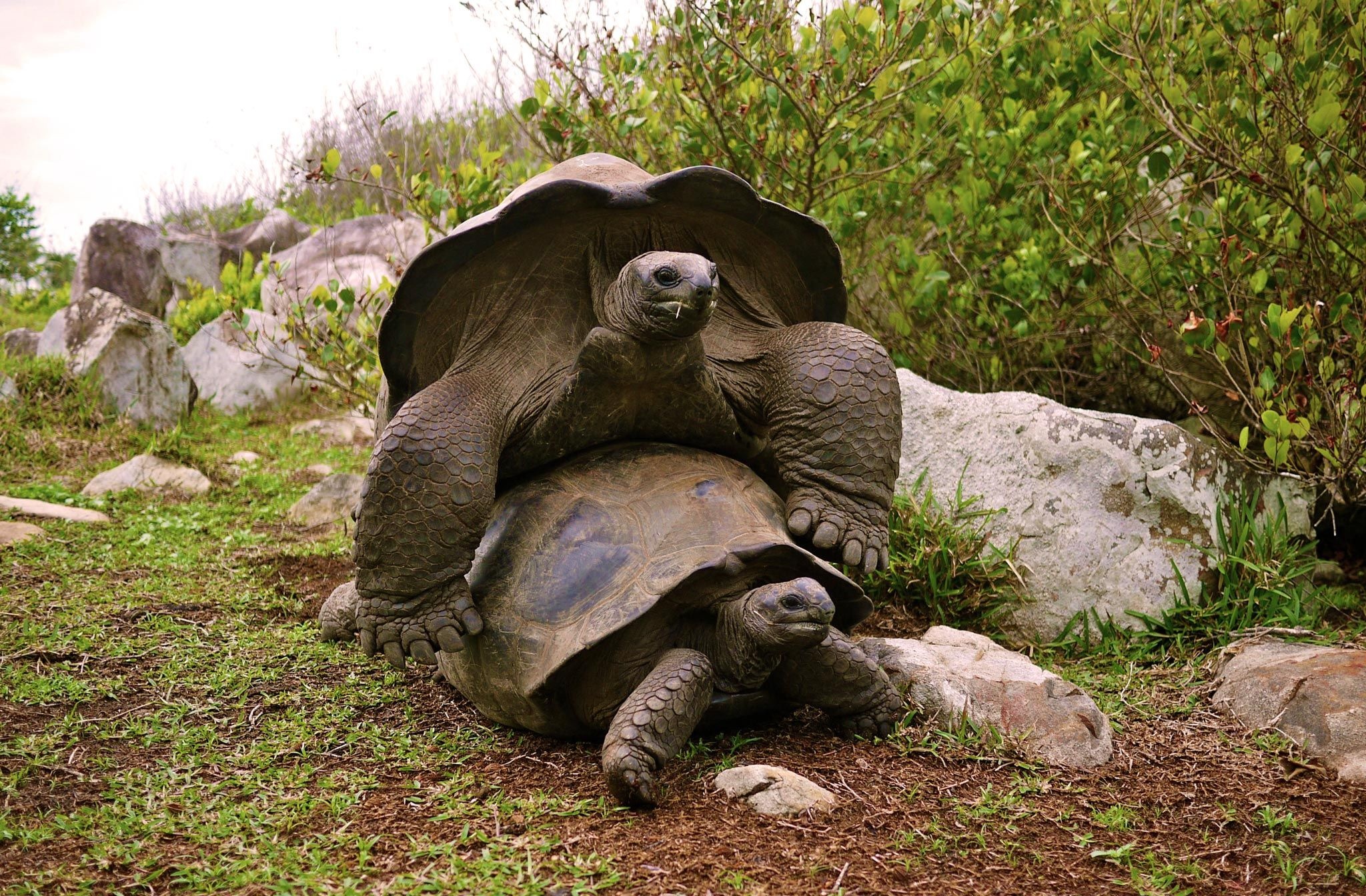 Aldabra Giant Tortoise, Conservation efforts, Giant reptiles, Uromastyx, 2050x1350 HD Desktop