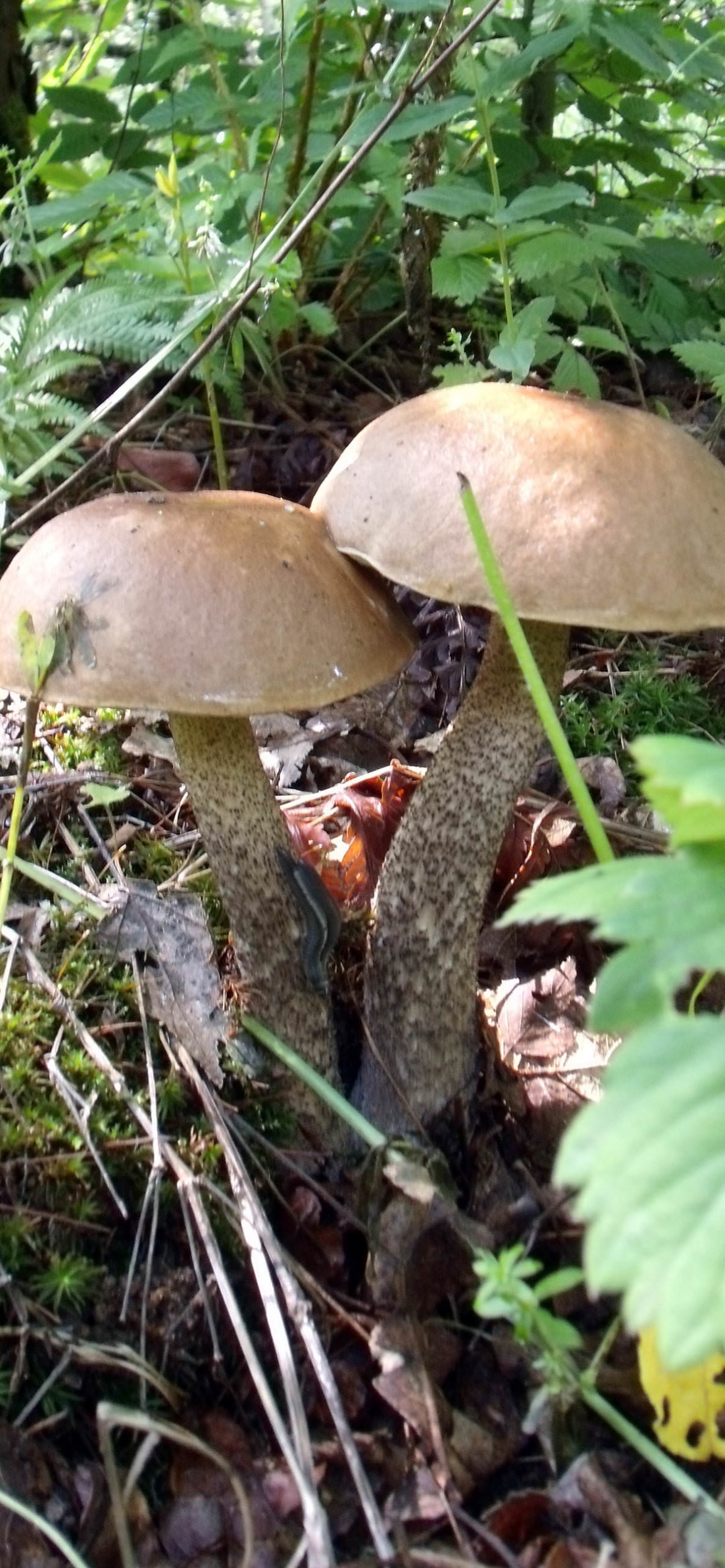 Blue mushrooms, 4K quality, iPhone X wallpaper, Mobile artistry, 1170x2540 HD Phone