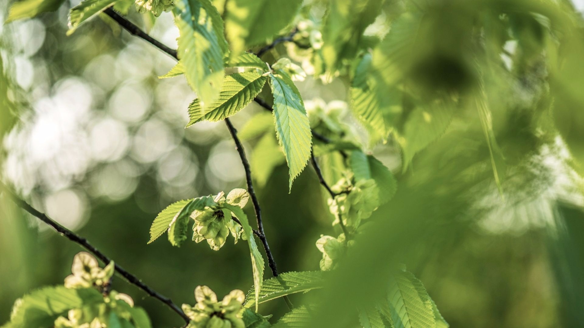 Lacebark elm tree, Future, Arbor day blog, Nature, 1920x1080 Full HD Desktop