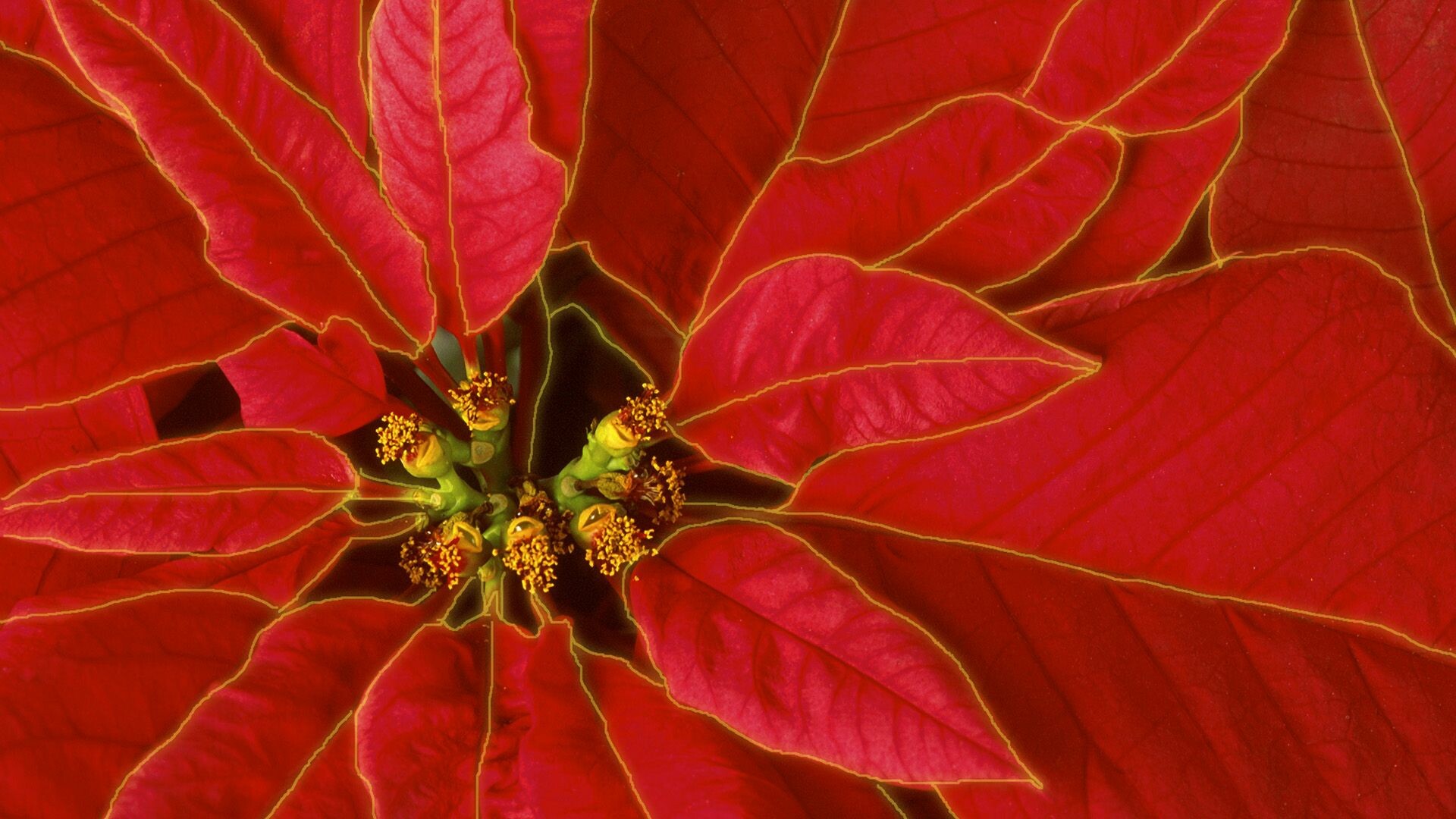 Red and green extravaganza, Poinsettia art, Festive inspiration, Christmas creativity, 1920x1080 Full HD Desktop