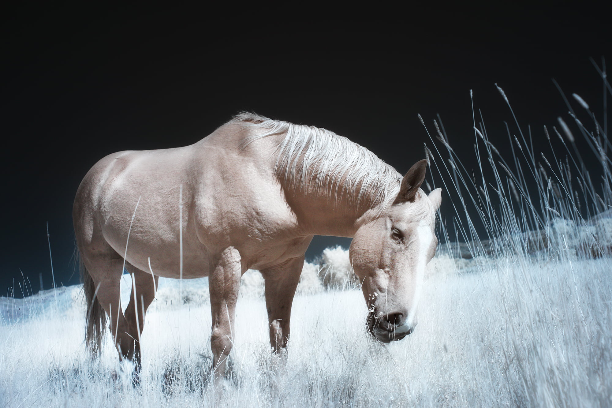 Horses in the Snow, Close-up, Wyoming, 2000x1340 HD Desktop