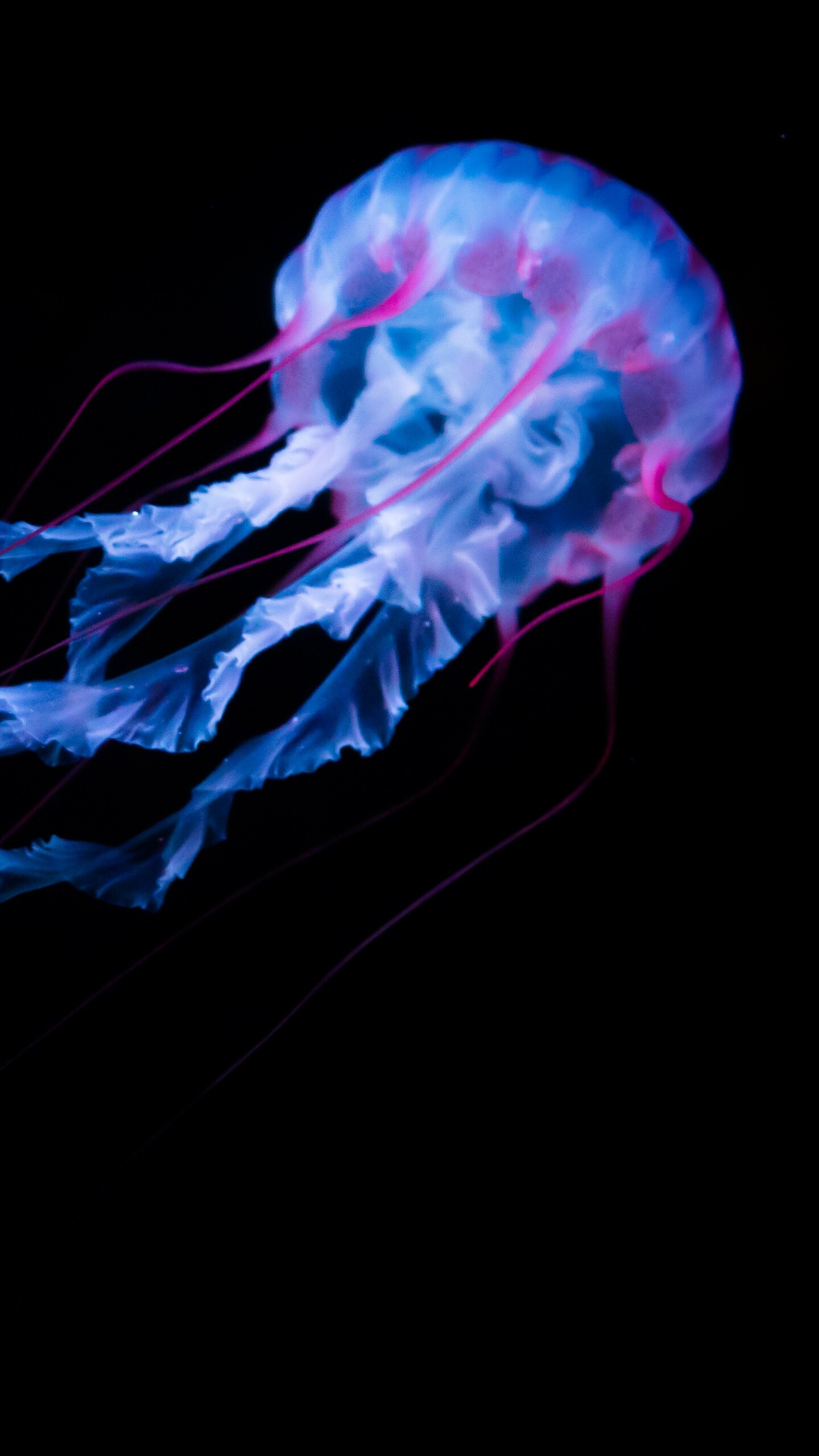 Glowing jellyfish, Black background, White animals, Captivating creatures, 1440x2560 HD Phone