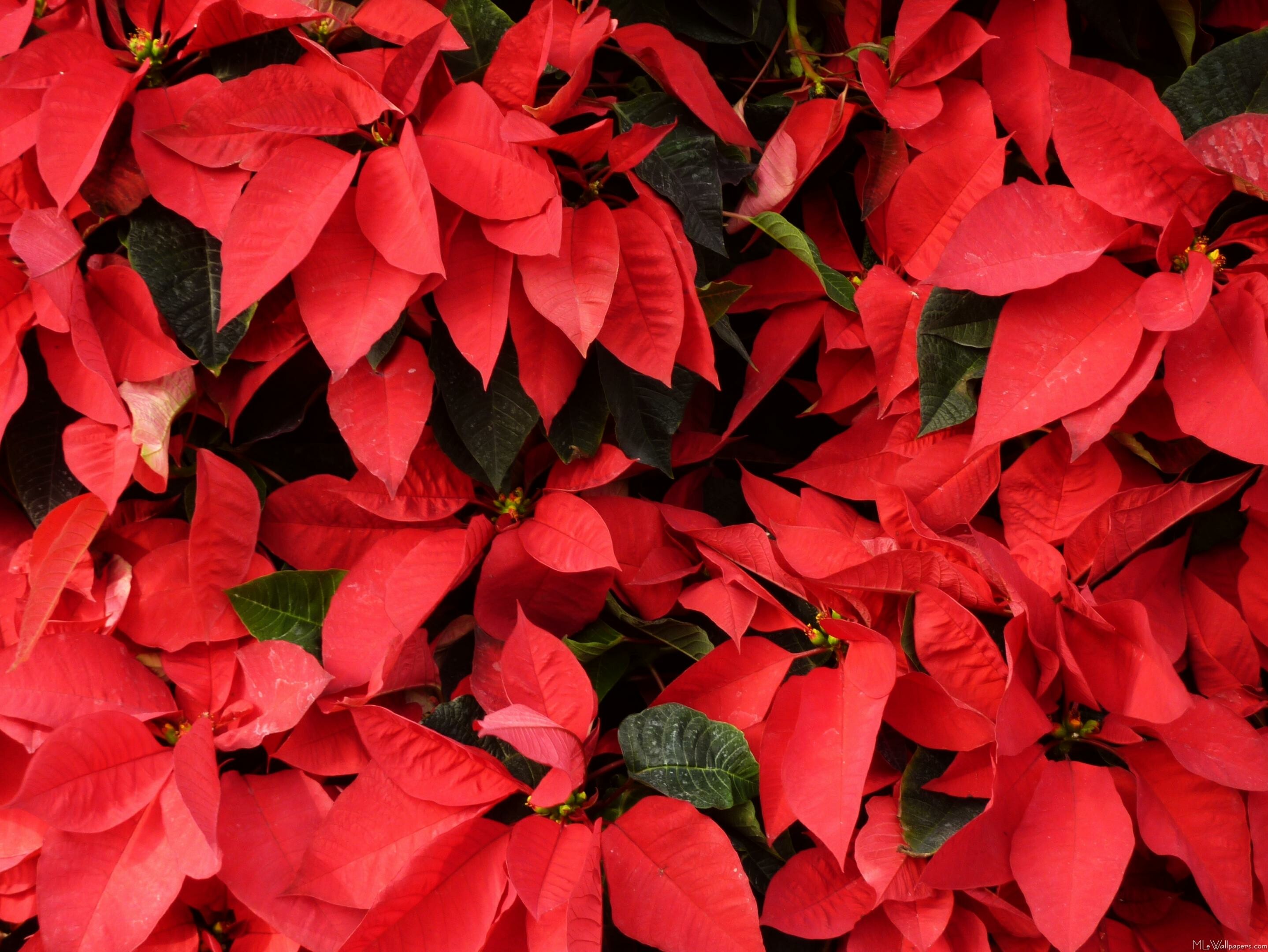 Poinsettia, Vibrant red petals, Festive beauty, Holiday elegance, 2880x2160 HD Desktop