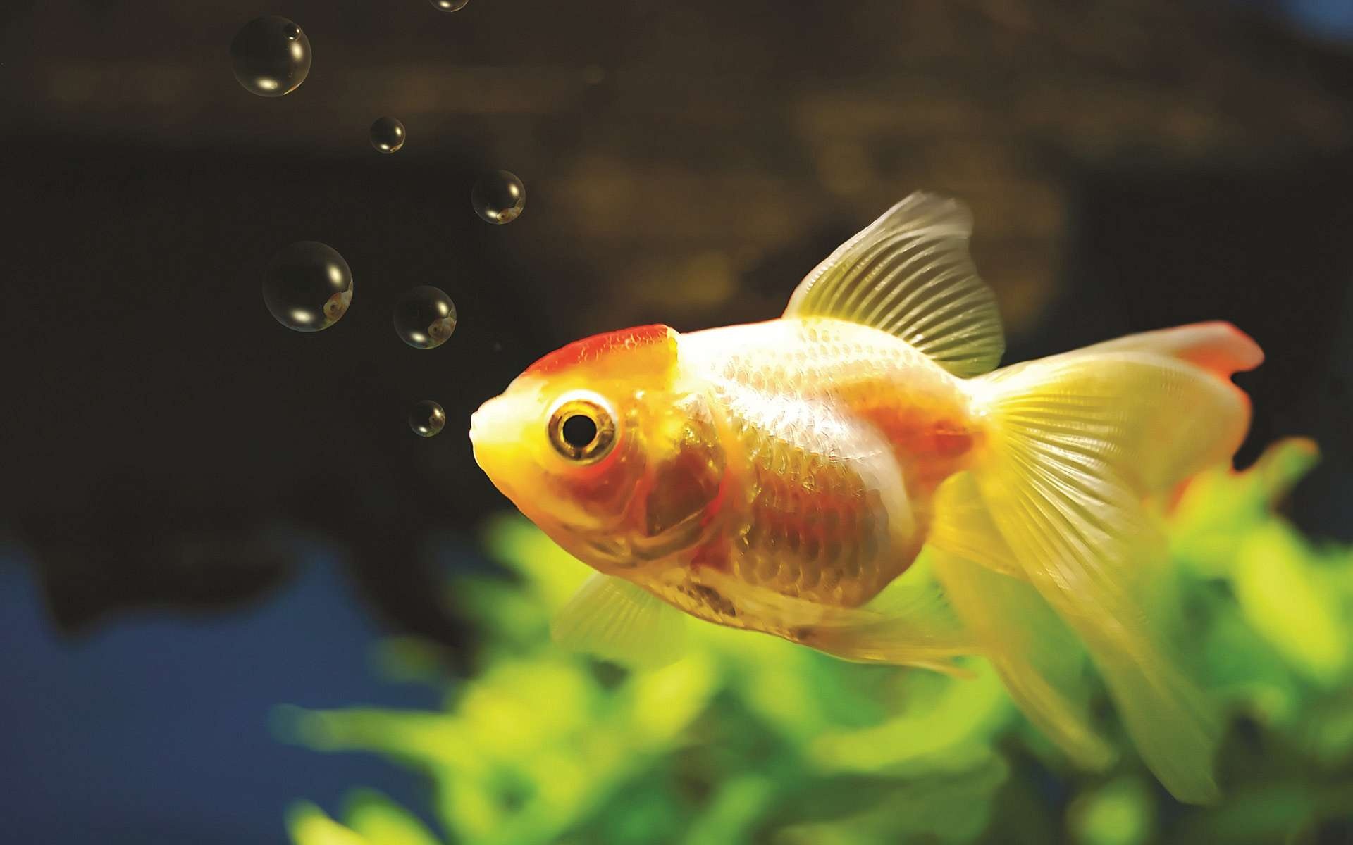 Goldfish, Aquatic pets, Underwater beauty, Colorful scales, 1920x1200 HD Desktop