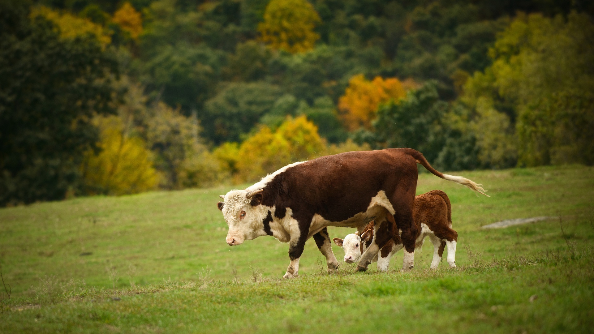 Download cow desktop wallpaper, High-definition visual experience, Perfect for personalization, Beautiful farm animal, 1920x1080 Full HD Desktop