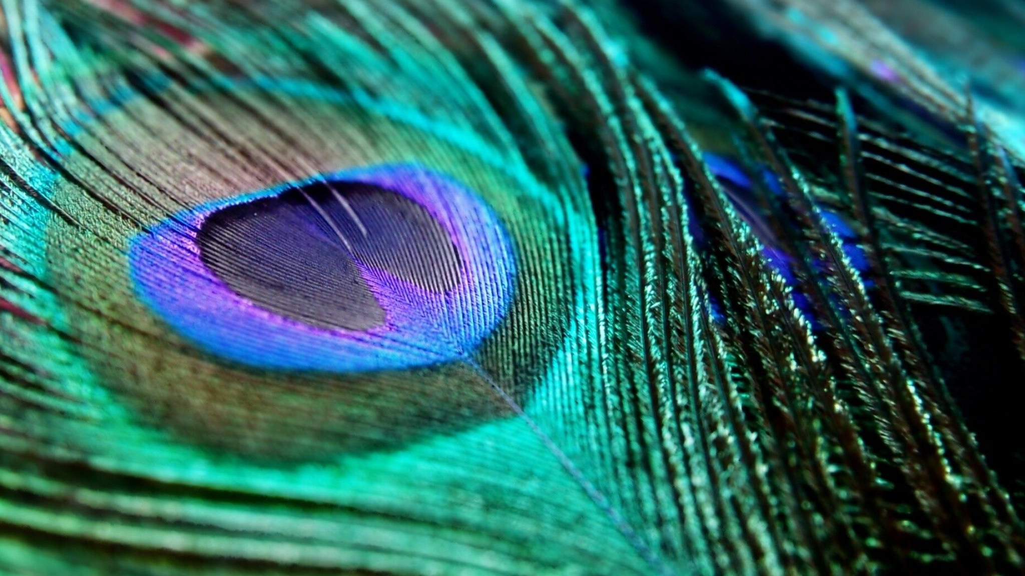 Peacock feather eyespot, Iridescent turquoise barbs, Peafowl feather macro, HD Desktop wallpaper