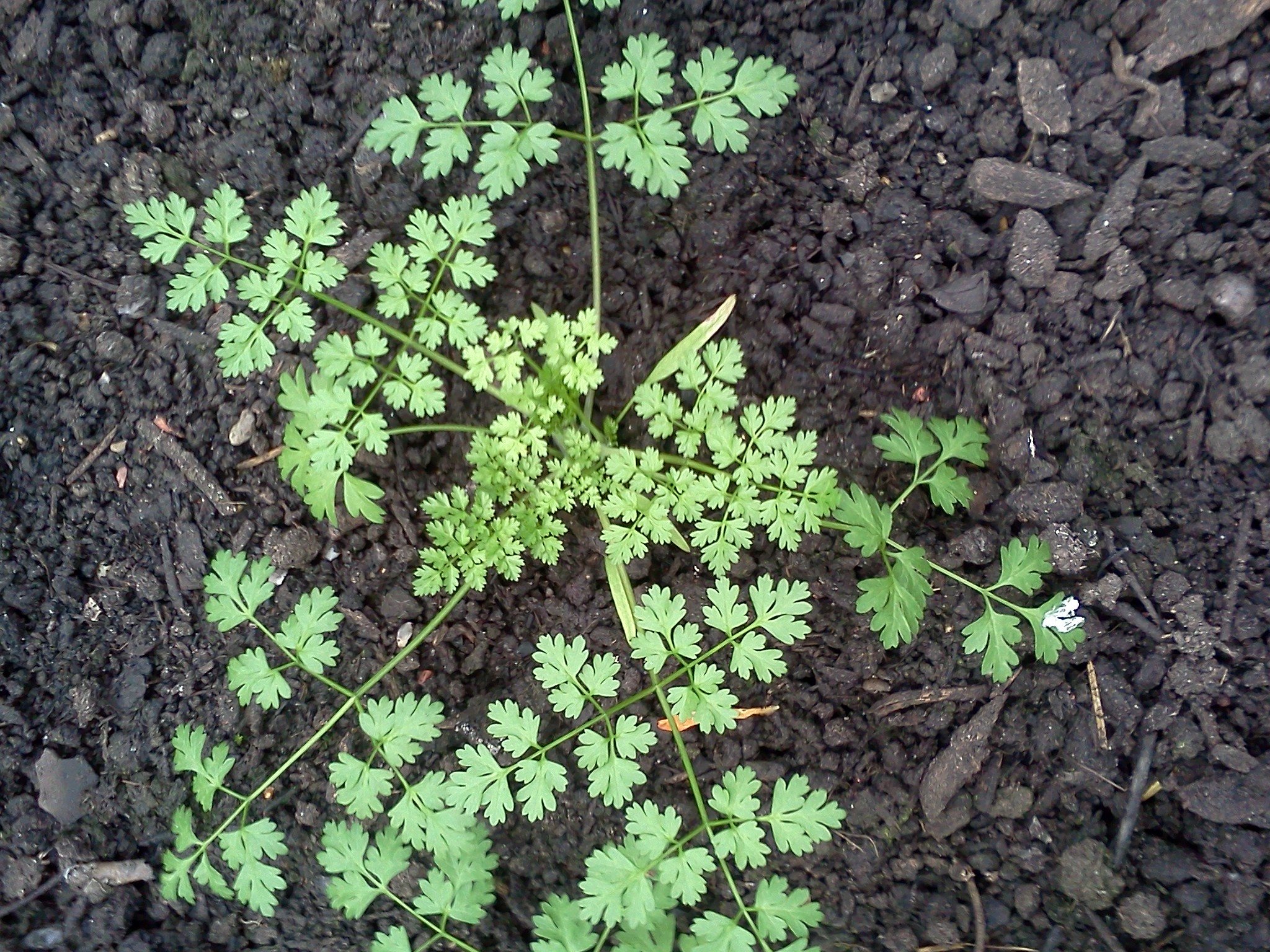 Winter garden herbs, Chervil in edible garden, Botanics stories, 2050x1540 HD Desktop