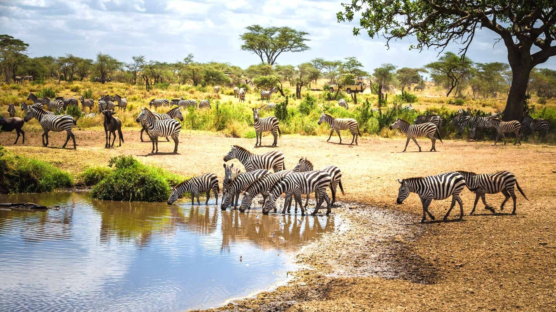 Tanzania safari, Practical information, Must-know tips, Memorable experience, 1920x1080 Full HD Desktop