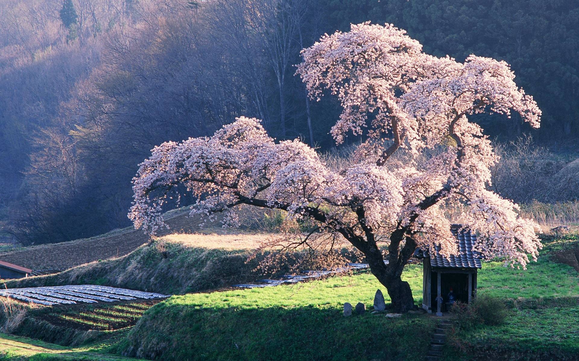 Blooming sakura tree, Small hillside shrine, Terraced agricultural field, HD Desktop wallpaper