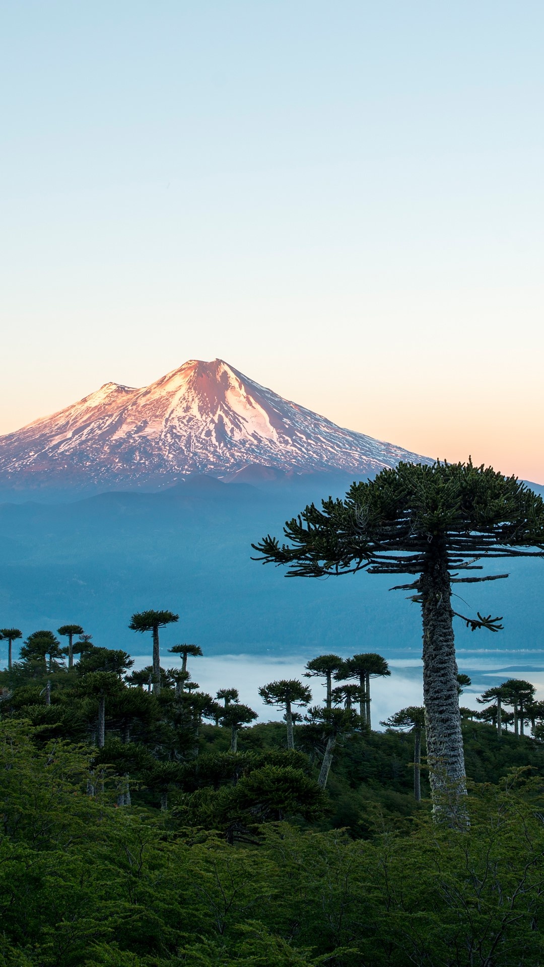 Conguillio Volcano, Araucaria Trees, National Park, Chile, 1080x1920 Full HD Phone