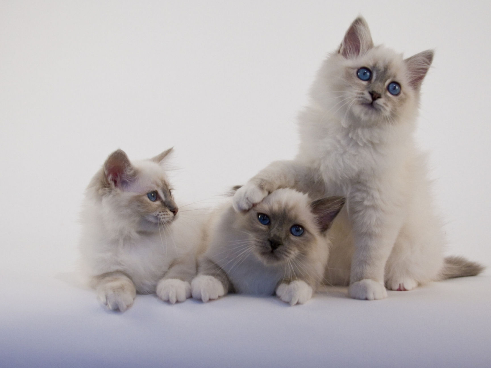 Birman 49, Cat hd widescreen, Cat hd, Widescreen wallpapers, 1920x1440 HD Desktop