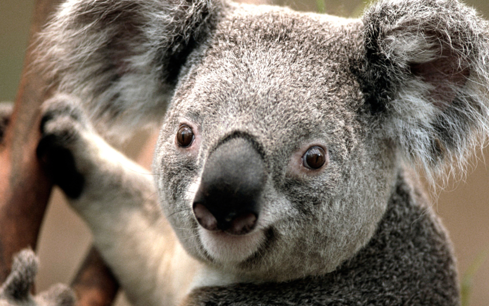 Koala wallpaper, Widescreen desktop, Full HD, PC, 1920x1200 HD Desktop