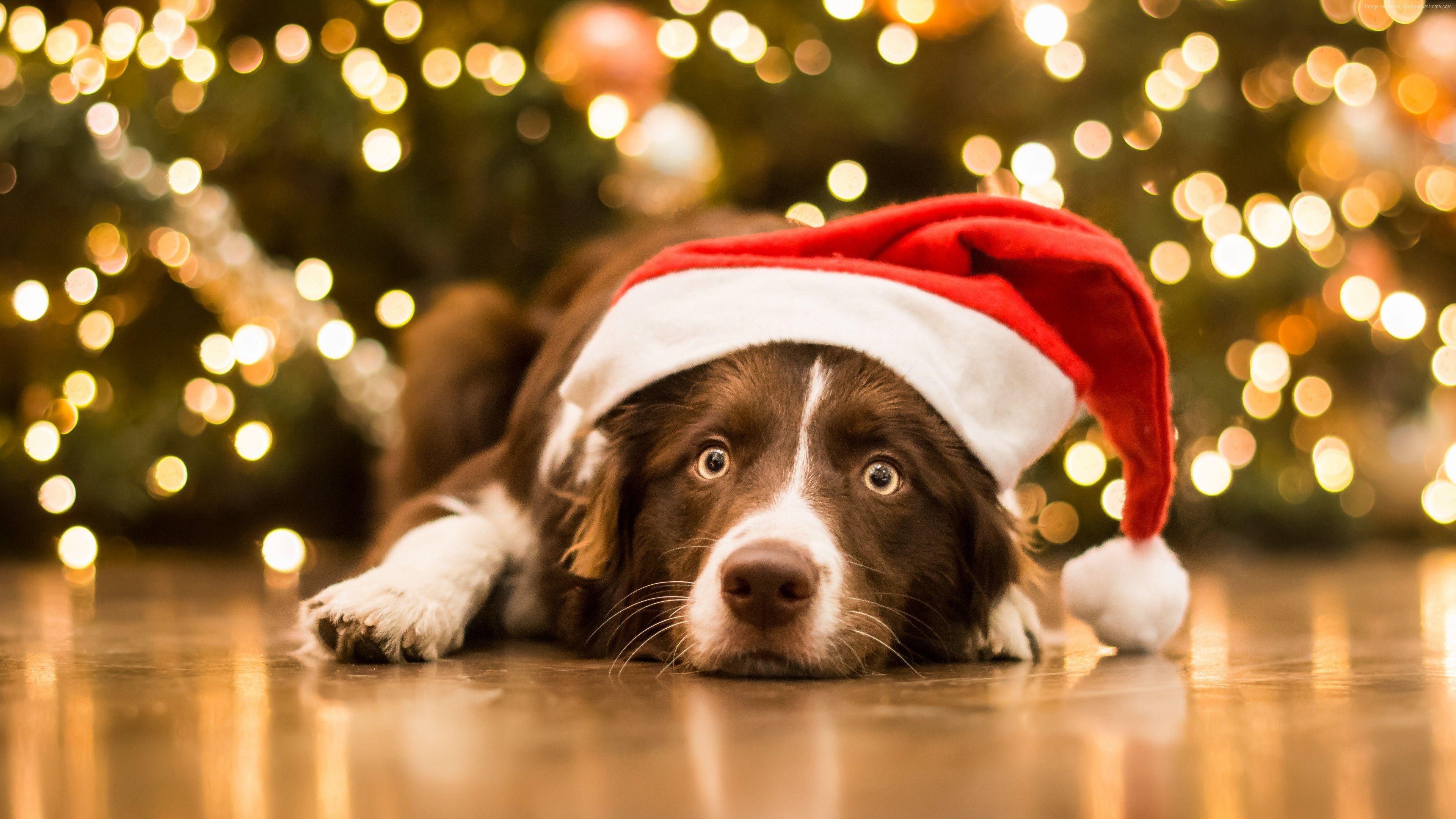 Christmas Dog, Cute Dogs Wallpaper, 3840x2160 4K Desktop