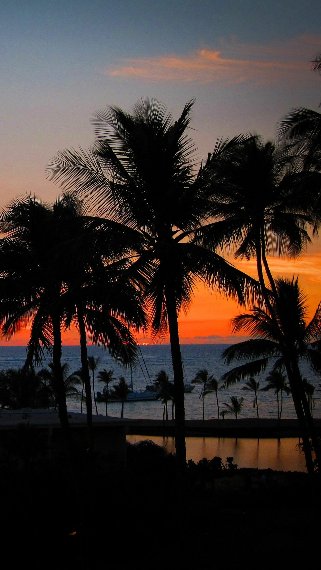 Palm tree sunset, 4K HD, 1350x2400 HD Phone