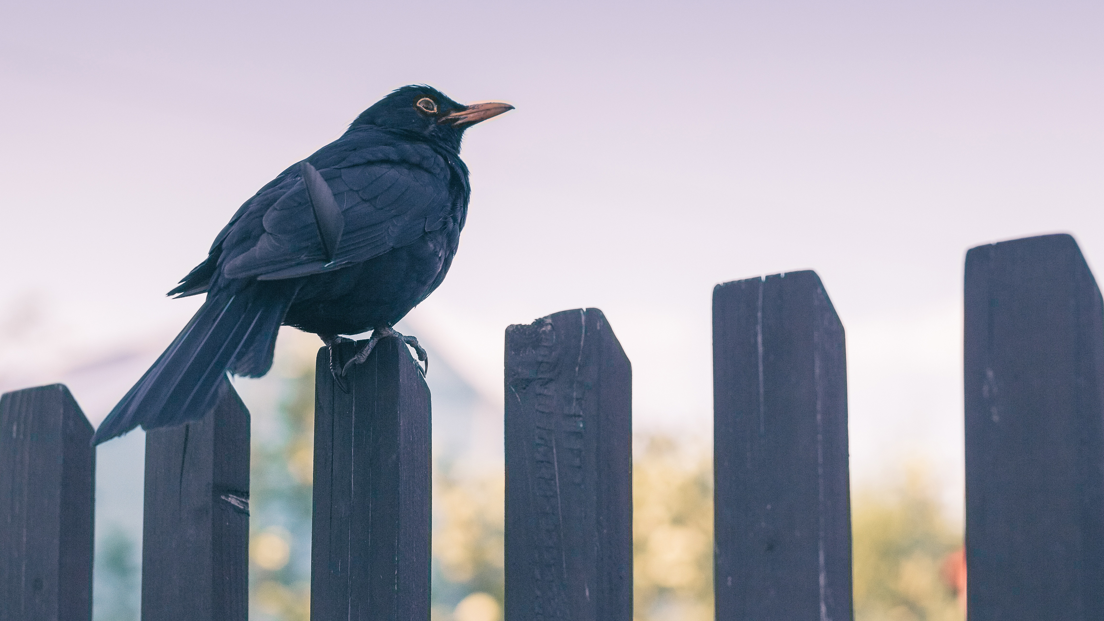 Common Blackbird, Serene bird in nature, Desktop wallpaper, 4K beauty, 3840x2160 4K Desktop