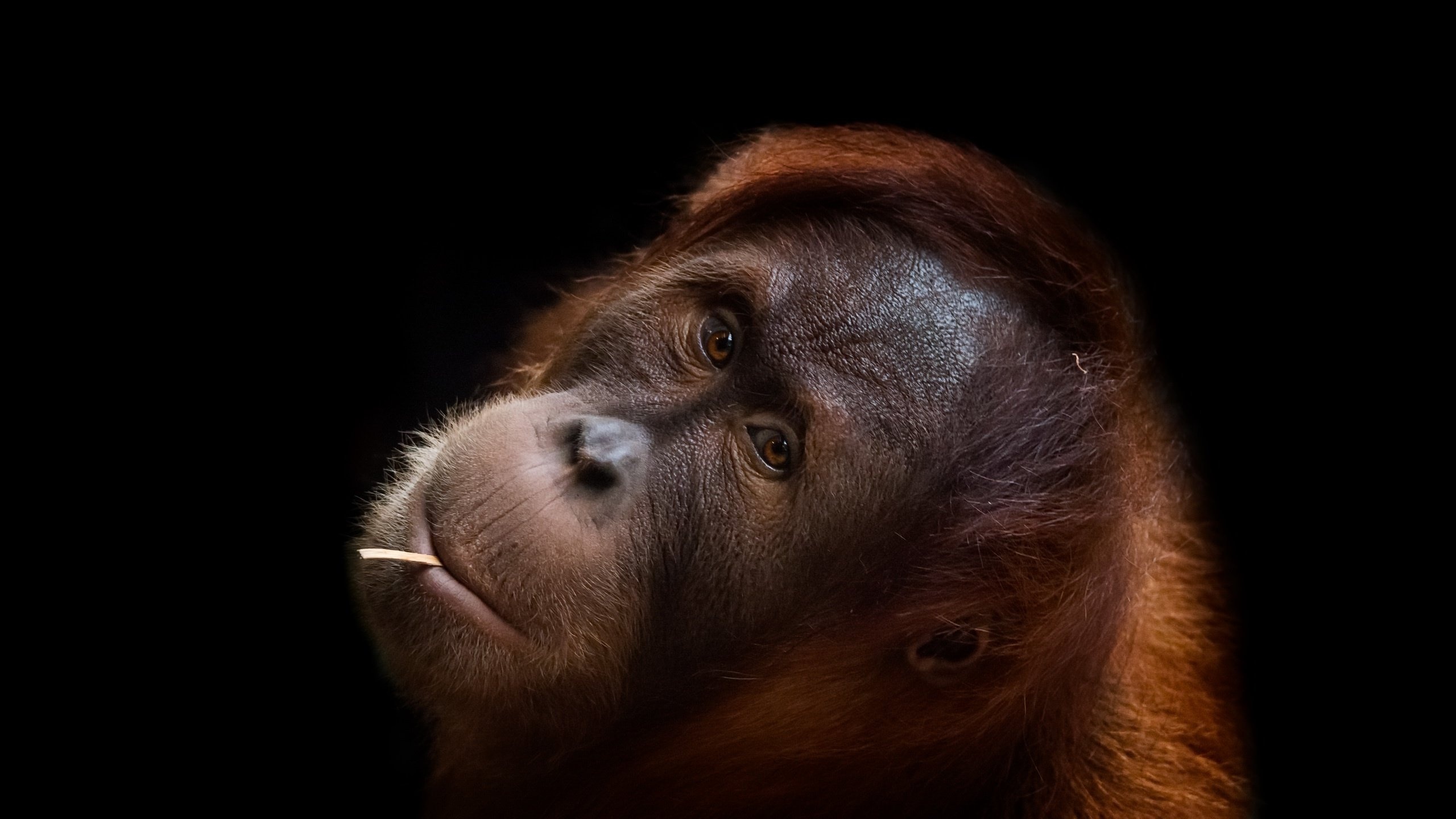 Orangutan, Monkey wallpapers, Desktop beauty, Primate fascination, 2560x1440 HD Desktop