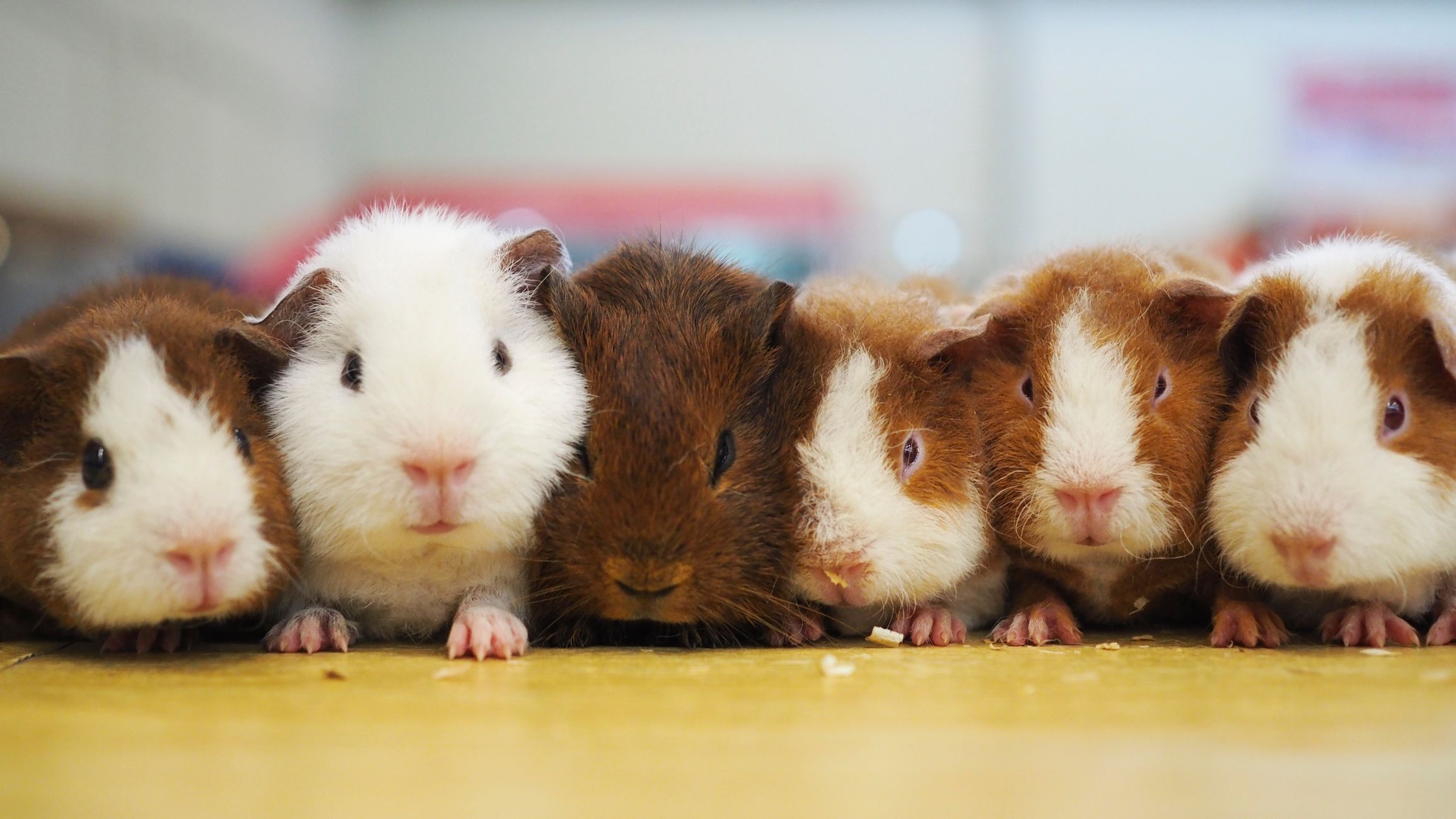 Guinea Pig, Wonderful pets, Piggy breeds, Fuzzy companions, 2310x1300 HD Desktop