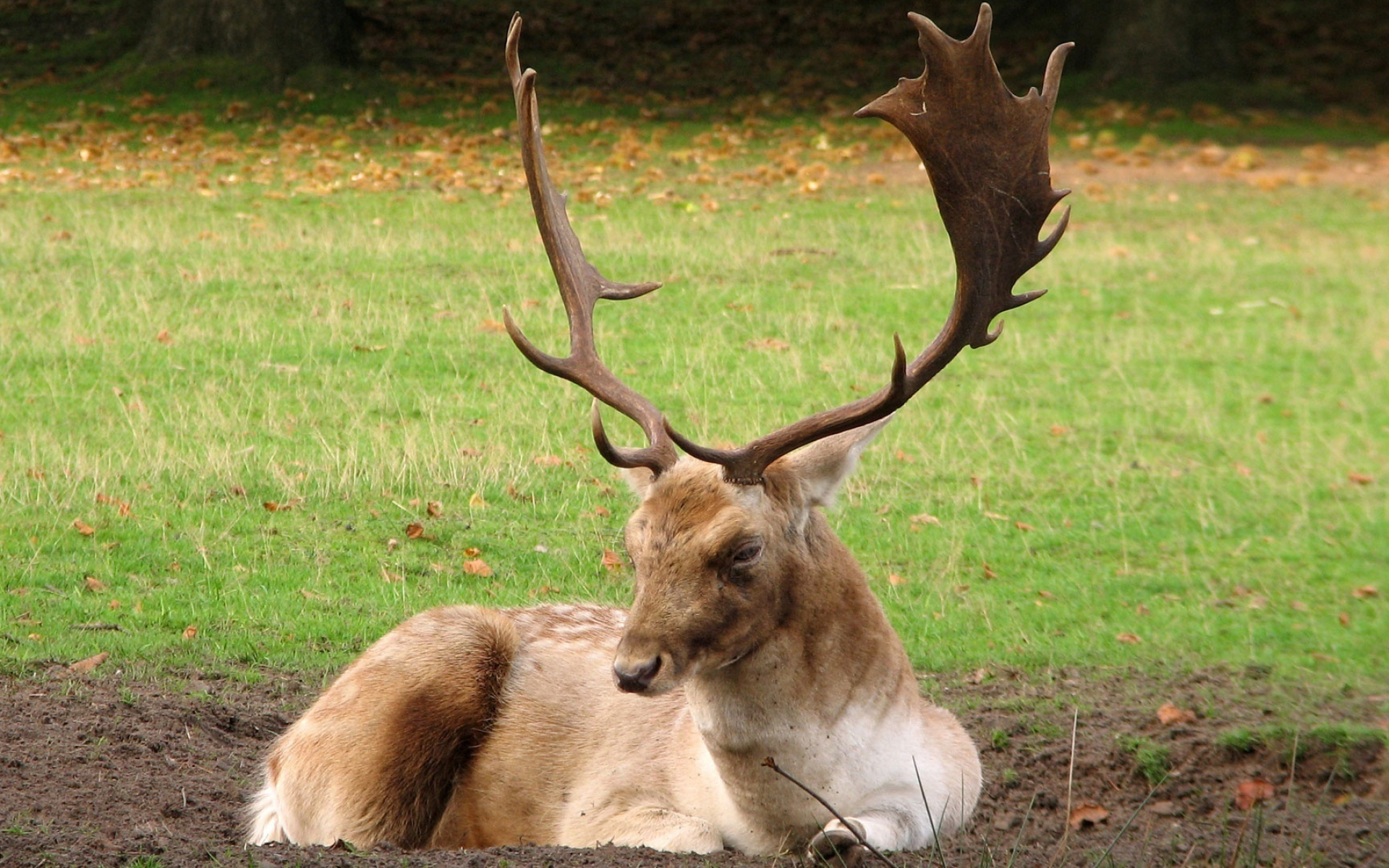 Fallow deer wallpaper, Animal wallpapers, Forest creatures, Autumn, 1920x1200 HD Desktop