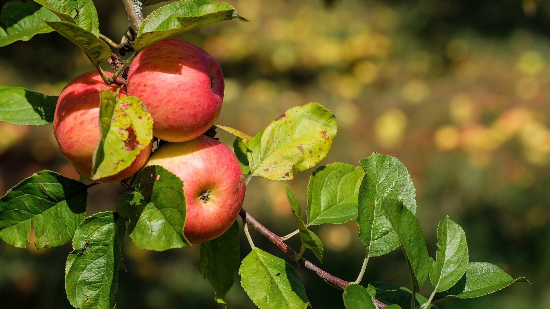 Apple tree wallpapers, Lush greenery, Fruits in abundance, Nature's beauty, 1920x1080 Full HD Desktop