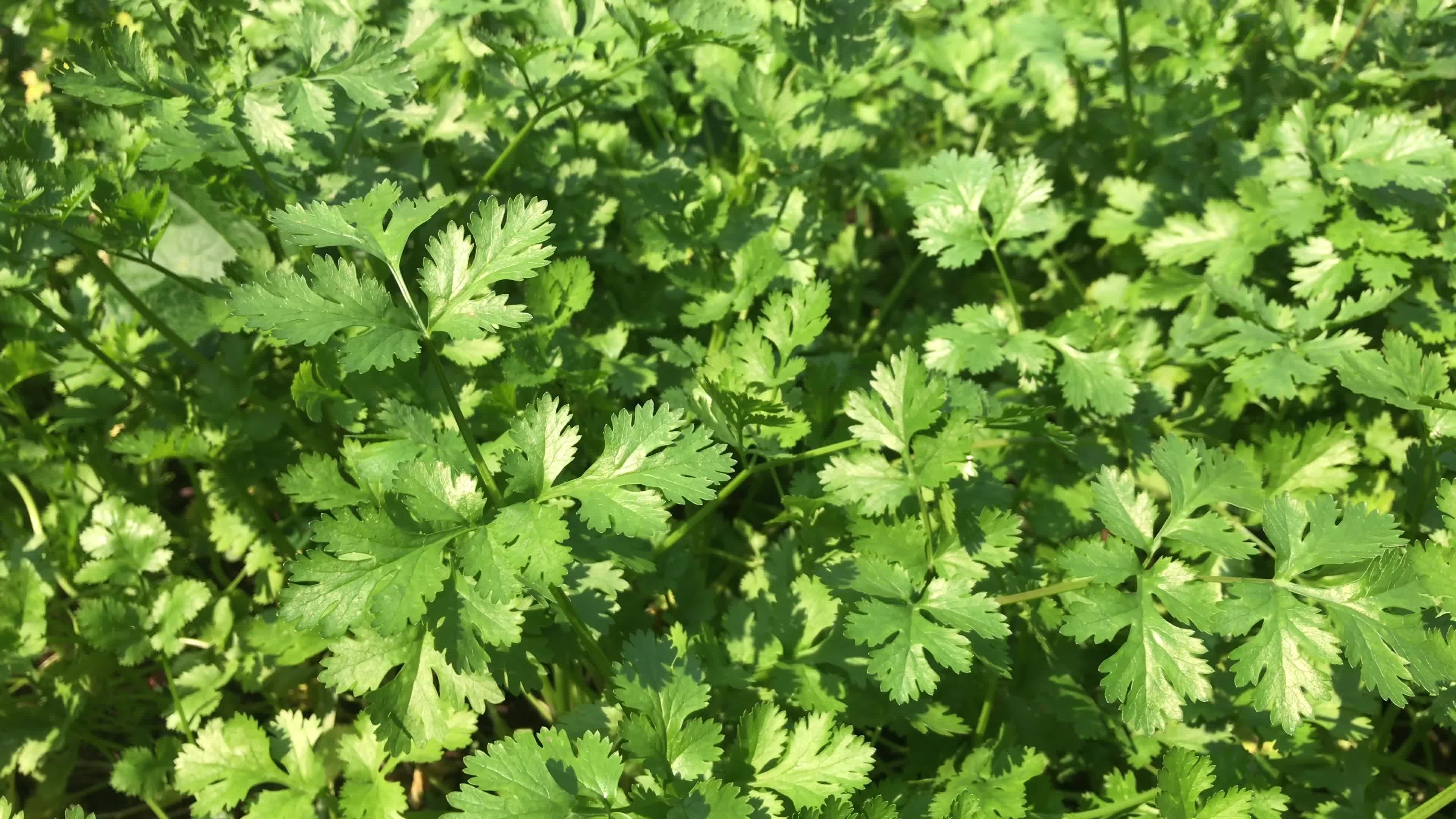 Cilantro stock footage, Video download, Culinary visuals, Free resource, 3840x2160 4K Desktop