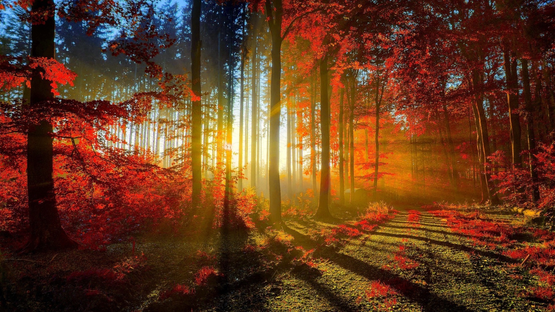 https://wallpapercat.com/w/full/2/8/f/3314971-1920x1080-desktop-hd-red-nature-background.jpg