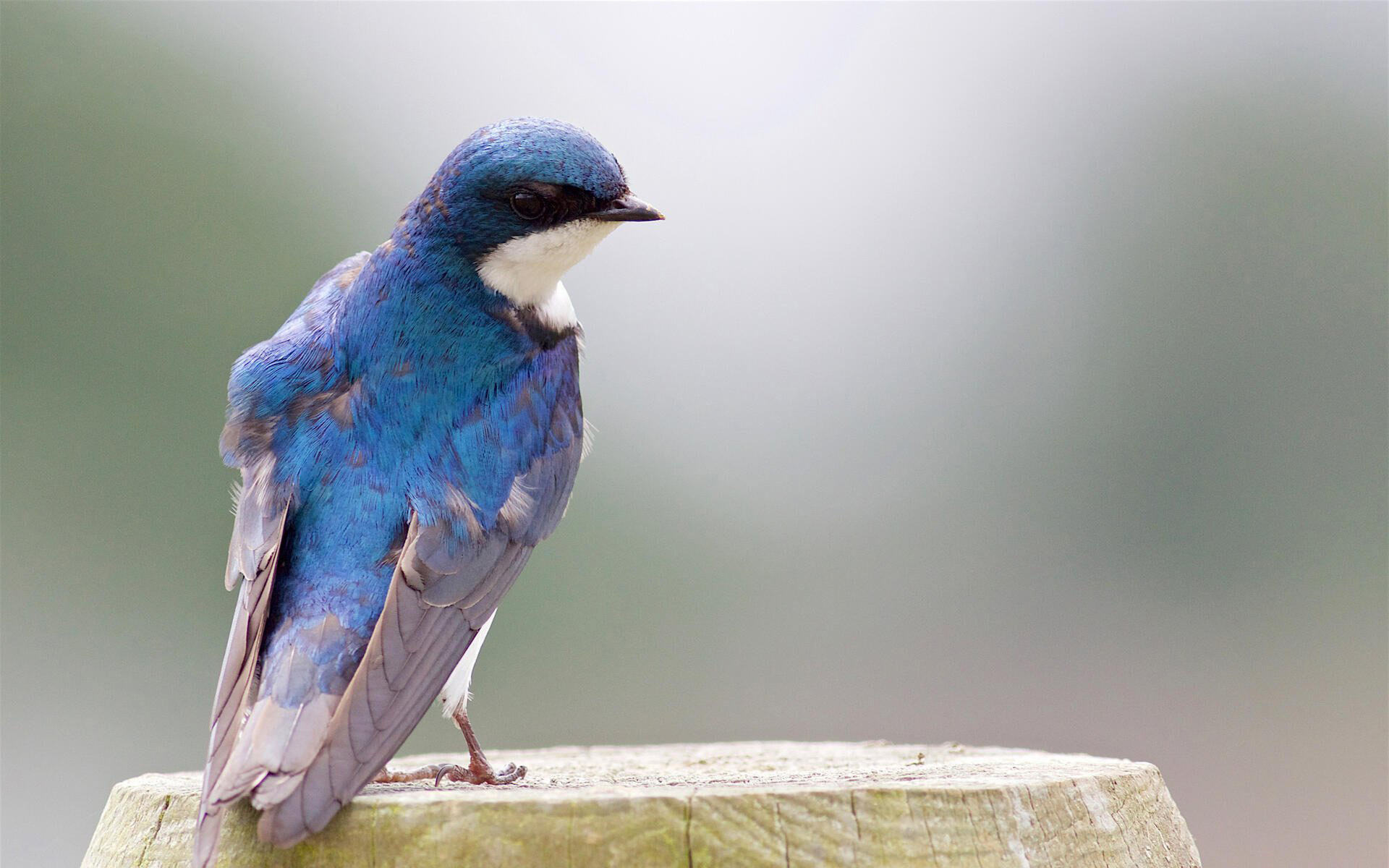 Tree swallow desktop wallpaper, Widescreen background, Feathered friends, Avian beauty, 1920x1200 HD Desktop