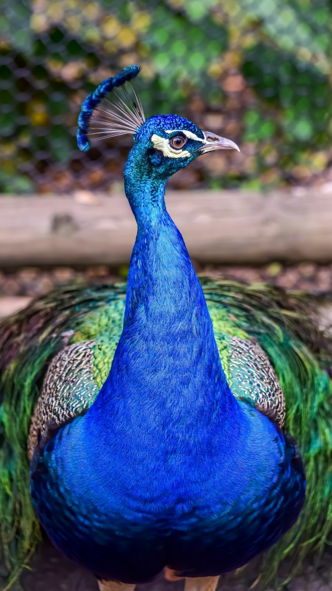 Peacock wallpapers, Best quality, Stunning backgrounds, HD and 4K options, 1080x1920 Full HD Phone