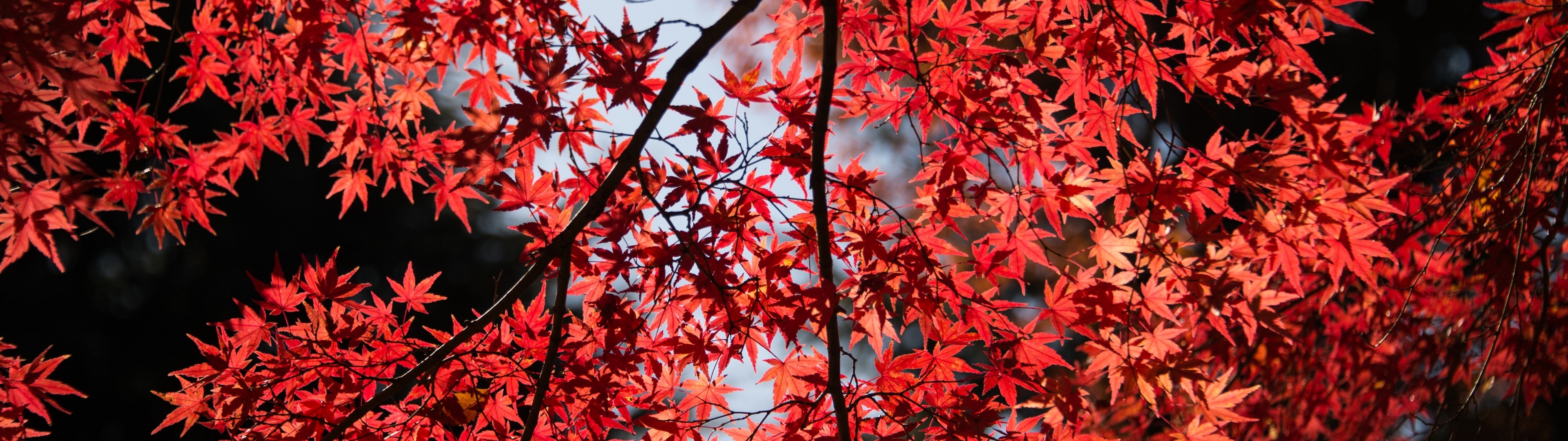 Japanese maple leaves, backlit autumn branches, red fall foliage, Dual Screen Desktop wallpaper