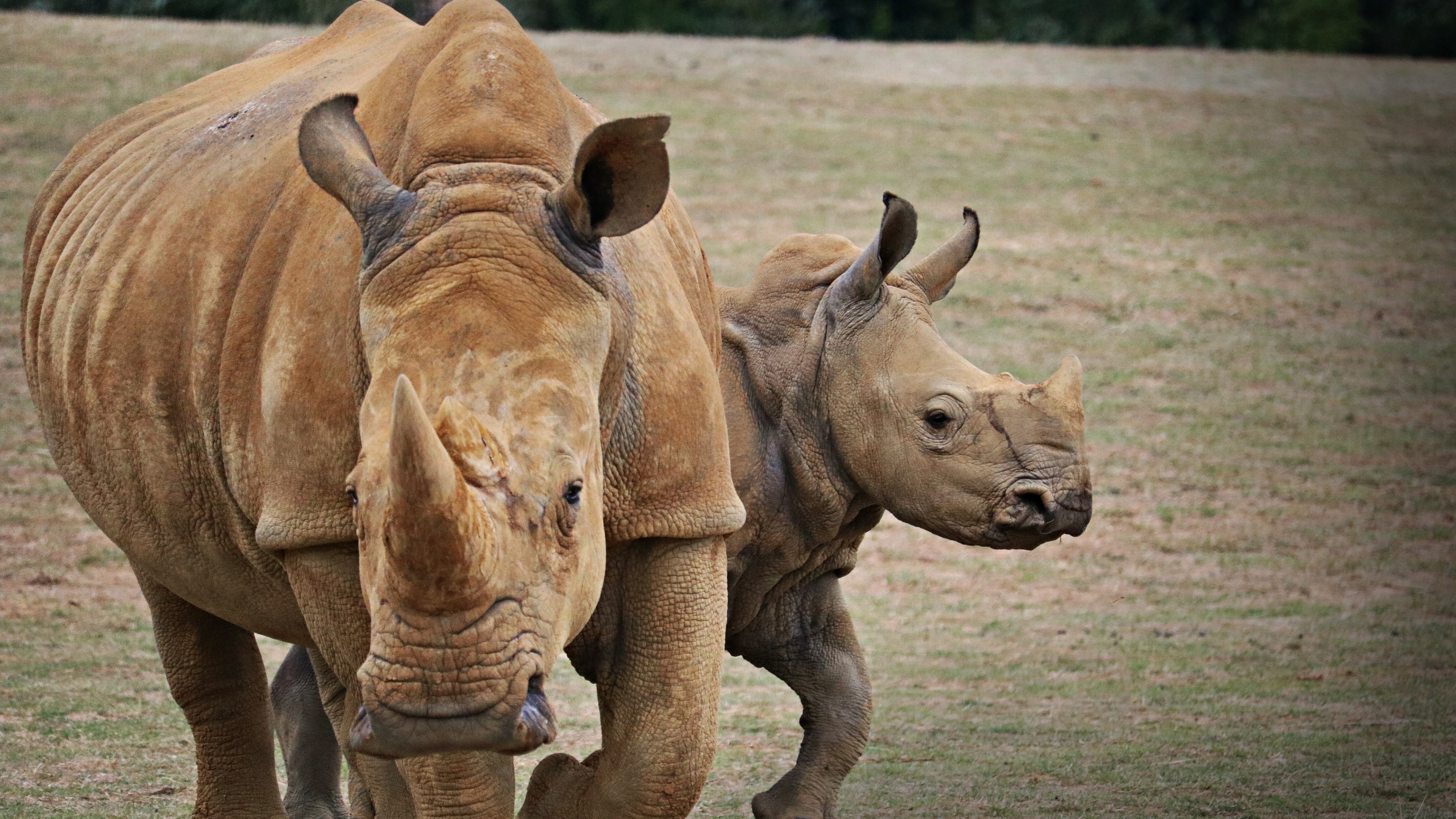 Mother and baby, Rhino Wallpaper, 3840x2160 4K Desktop