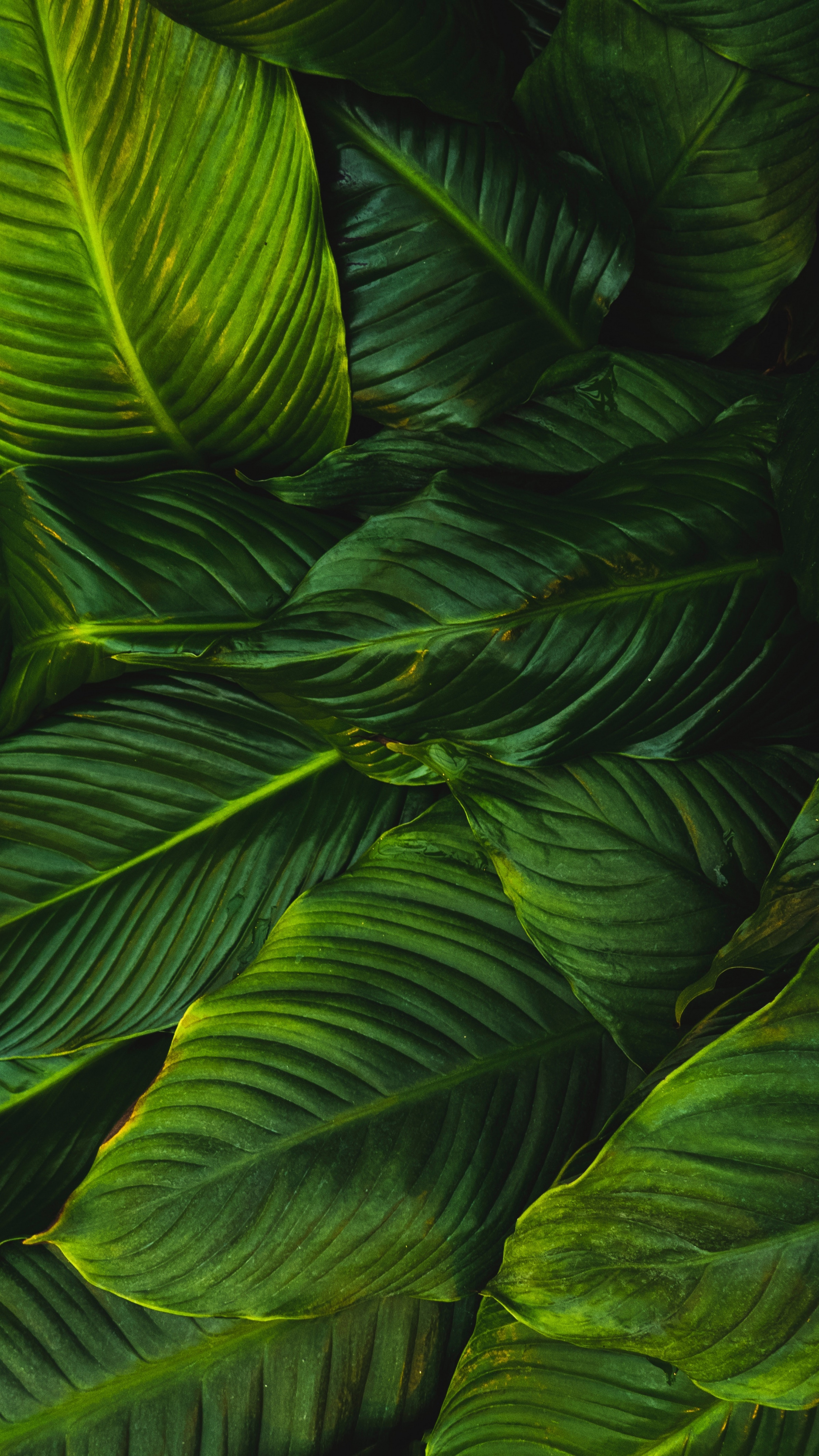 Green Leaf, Bright leaves, Green plant wallpaper, Sony Xperia Z5 Premium, 2160x3840 4K Phone