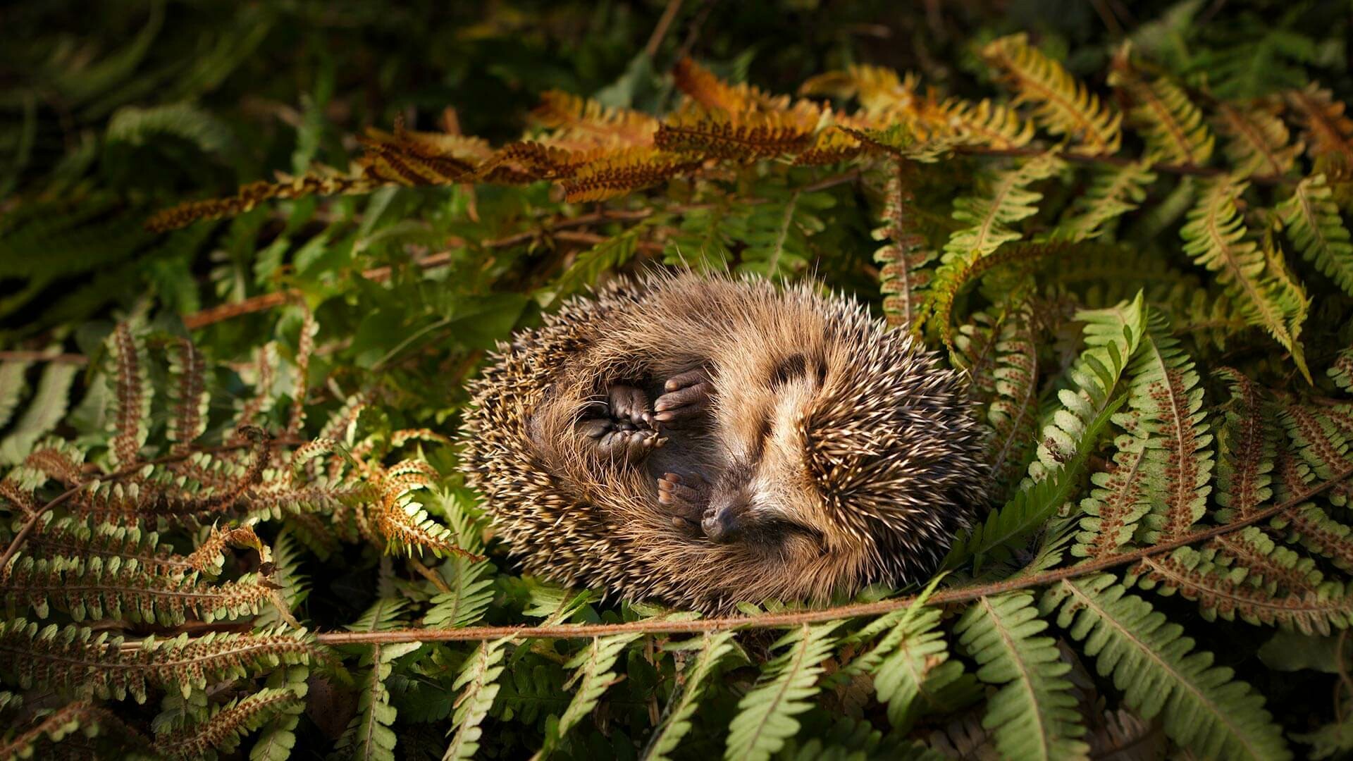 Sleeping, Hedgehogs Wallpaper, 1920x1080 Full HD Desktop