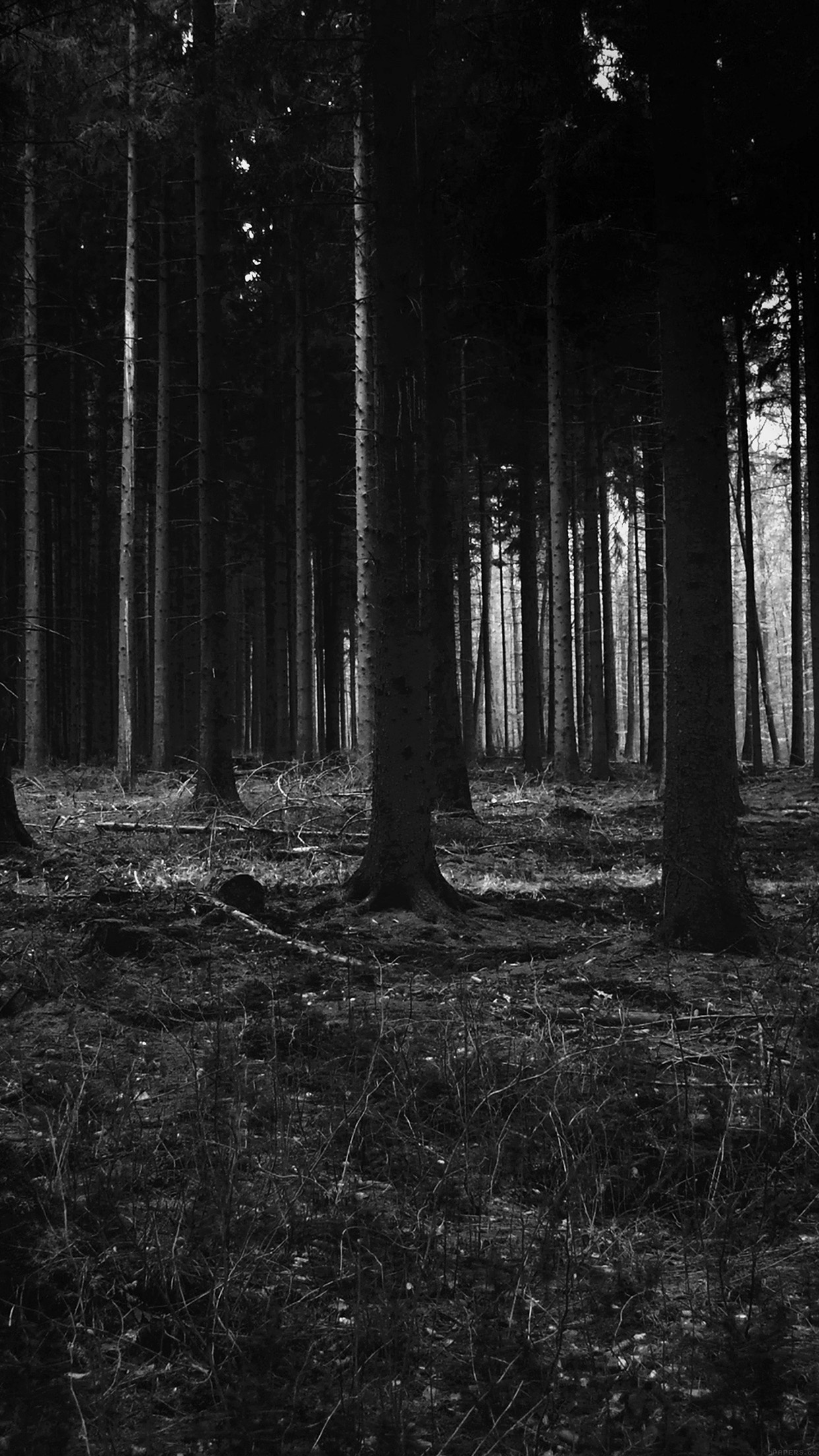 dense conifer tree trunks, twig-covered forest floor, monochrome dark forest, HD Phone wallpaper
