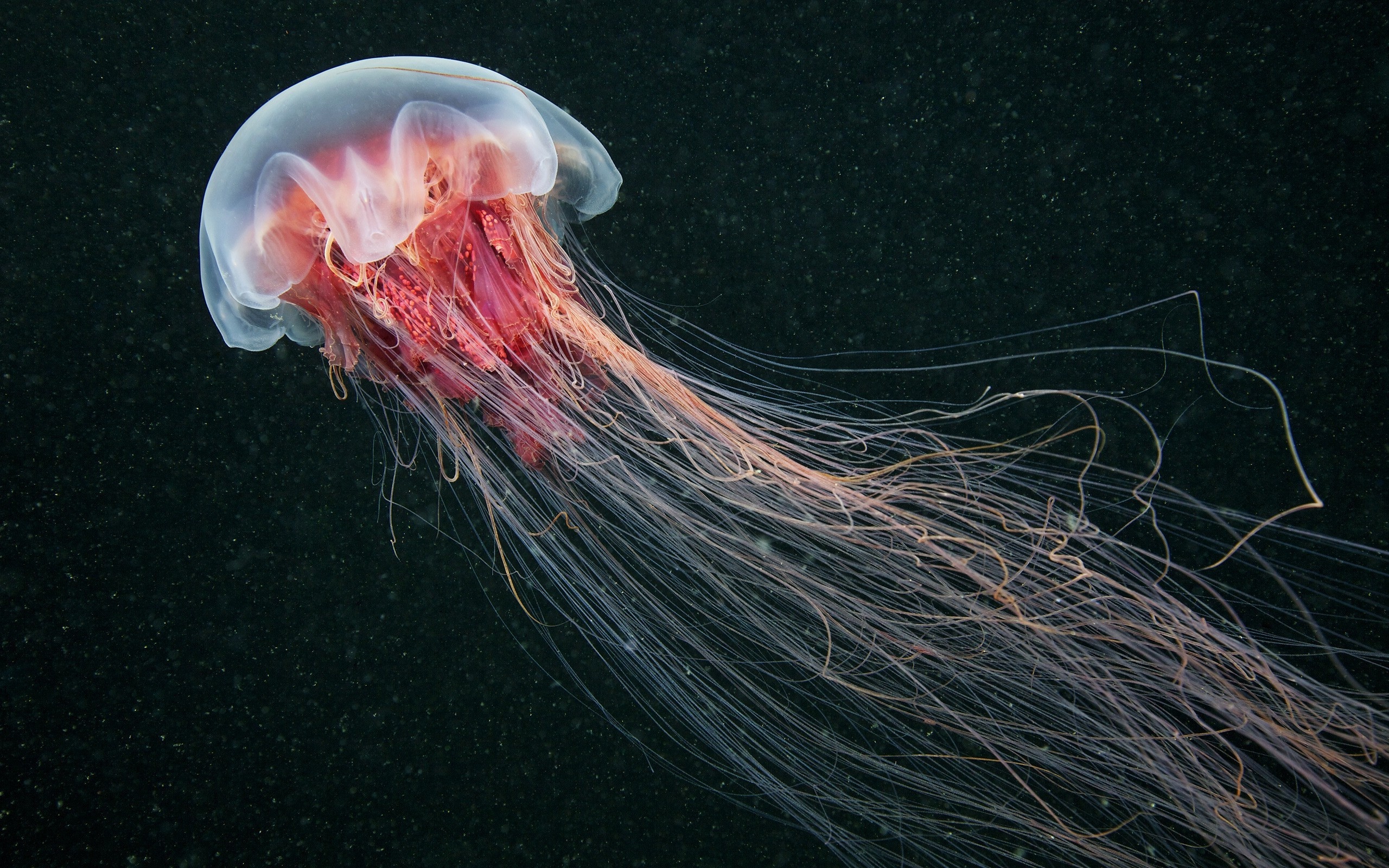 Cyanea capillata, Jellyfish Wallpaper, 2560x1600 HD Desktop