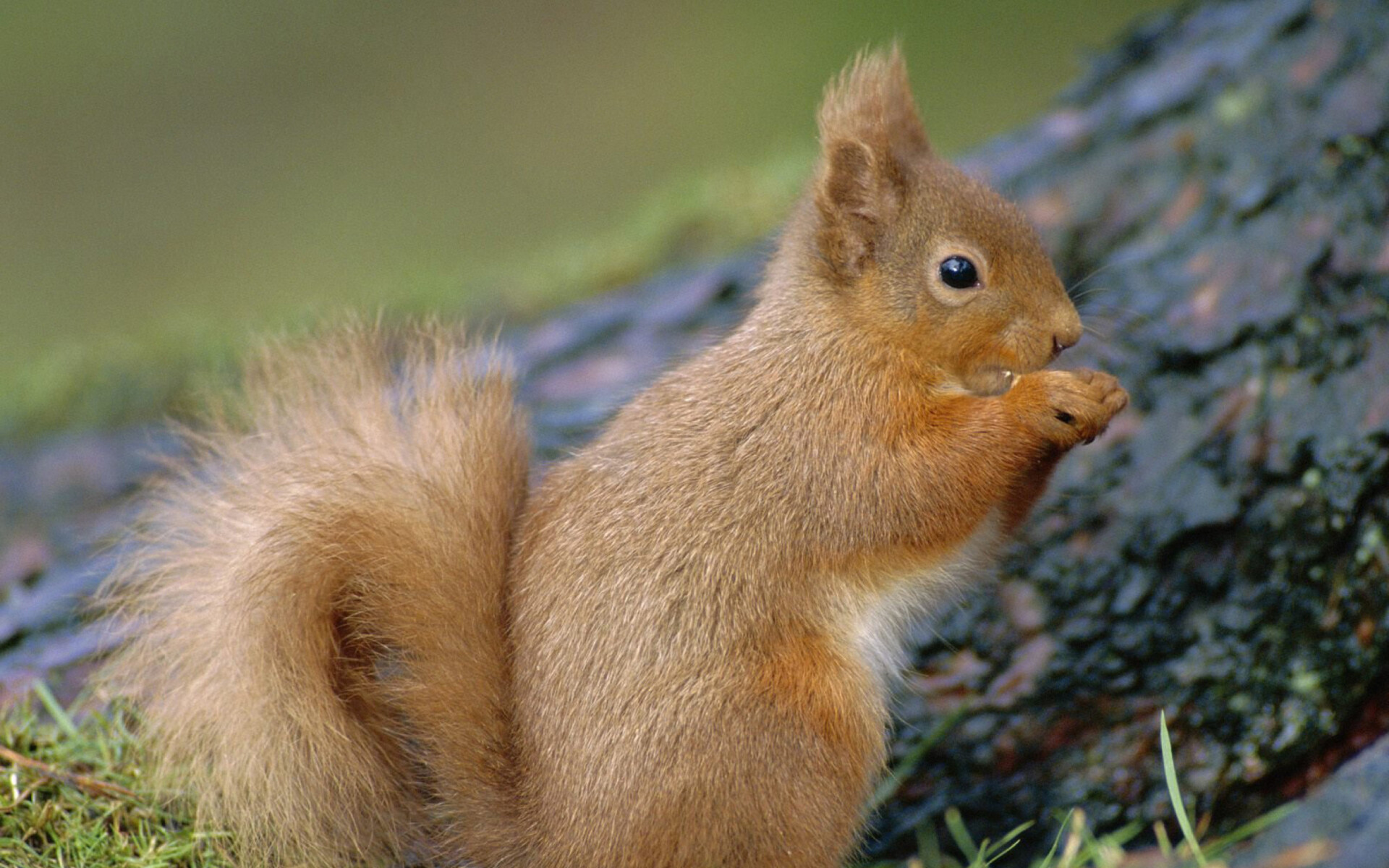 Widescreen squirrel, Playful antics, Forest backdrop, High definition, 1920x1200 HD Desktop