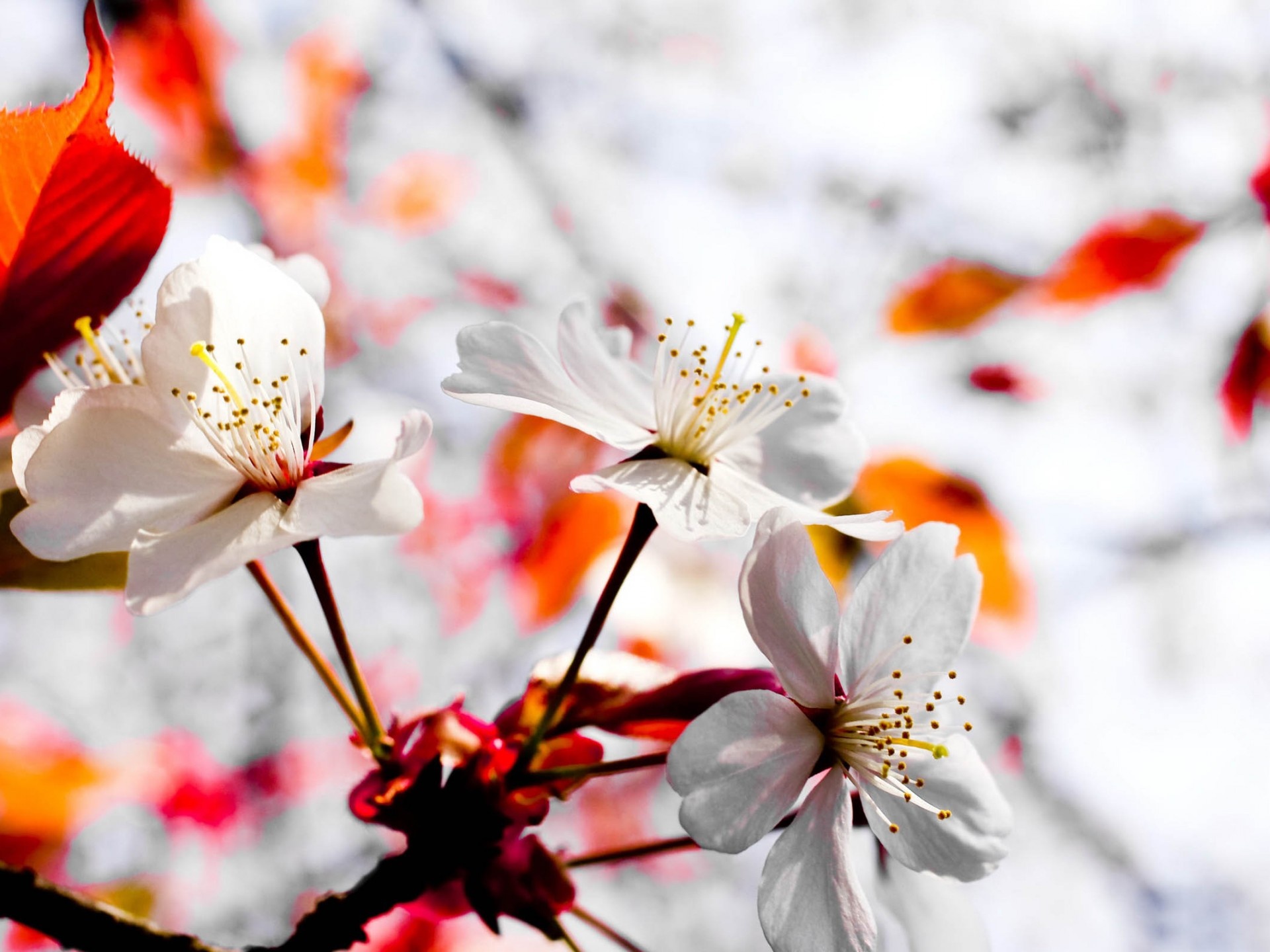 white cherry blossoms, blooming cherry branch, sunlit spring floral bokeh, HD Desktop wallpaper