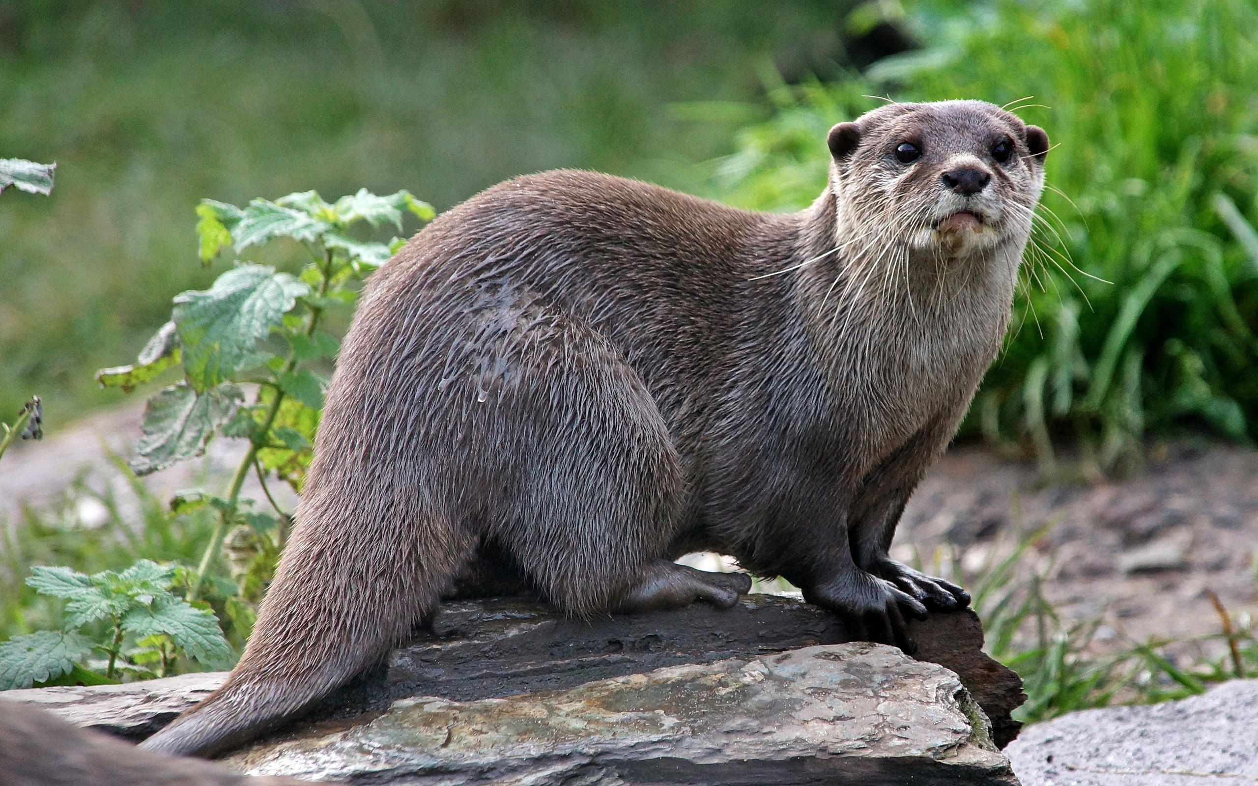 HD otter wallpapers, Desktop and mobile, Aquatic mammal, Nature, 2560x1600 HD Desktop